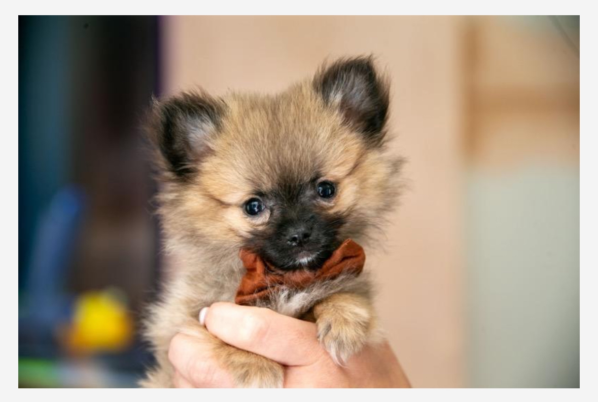 tiny_ted_pomchi