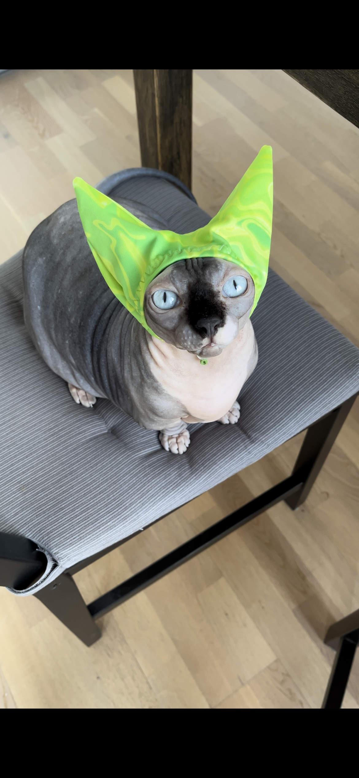Nala_the_bambinosphynx