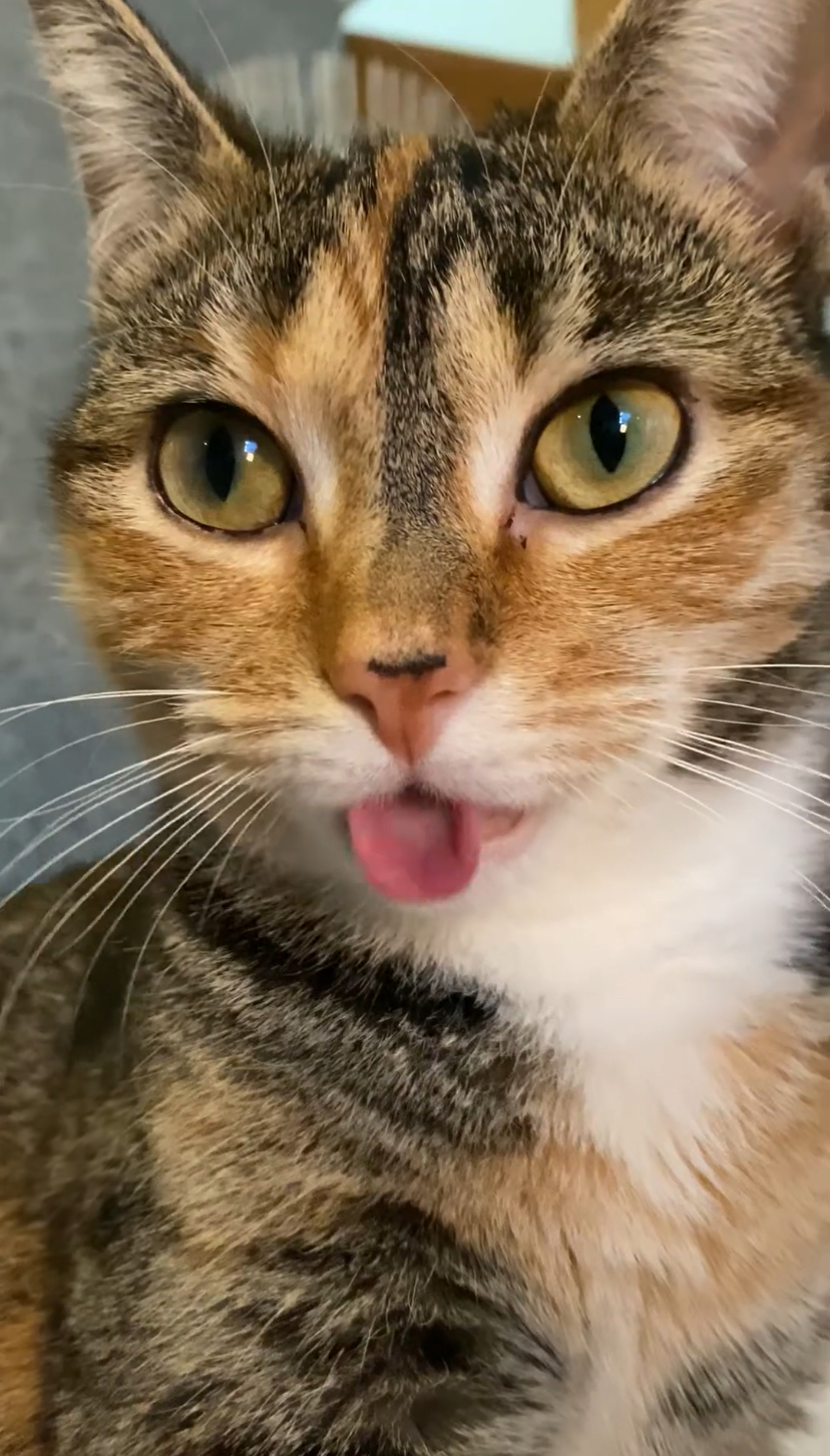 Lickycallie