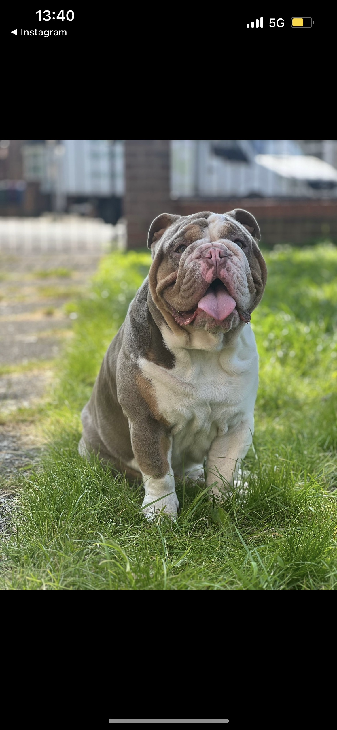 _ralph_the_bulldog