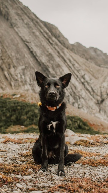the_prairie_paws