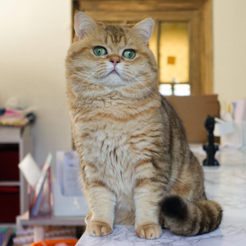 nekobaa