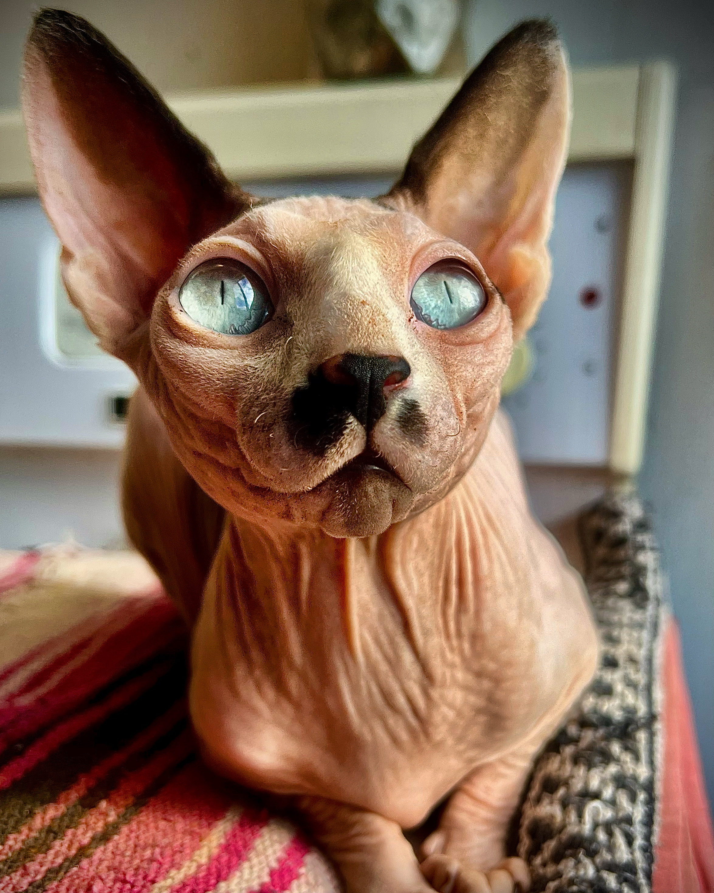 hairless_in_the_weird