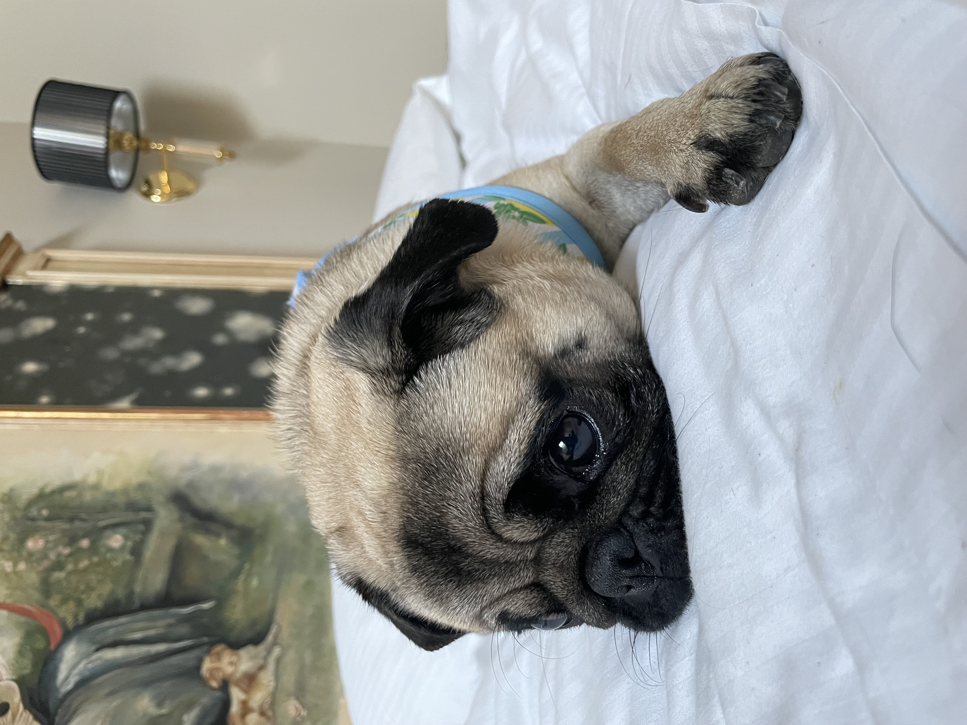 ceciothehappypug
