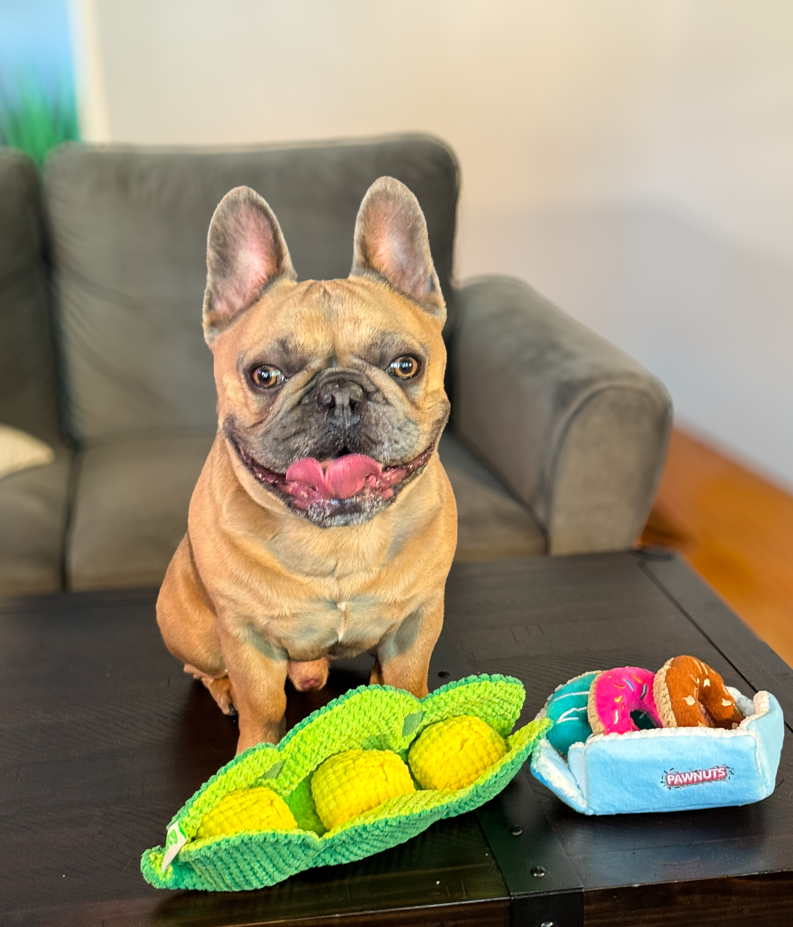 Frenchie_louieclarkandlisa