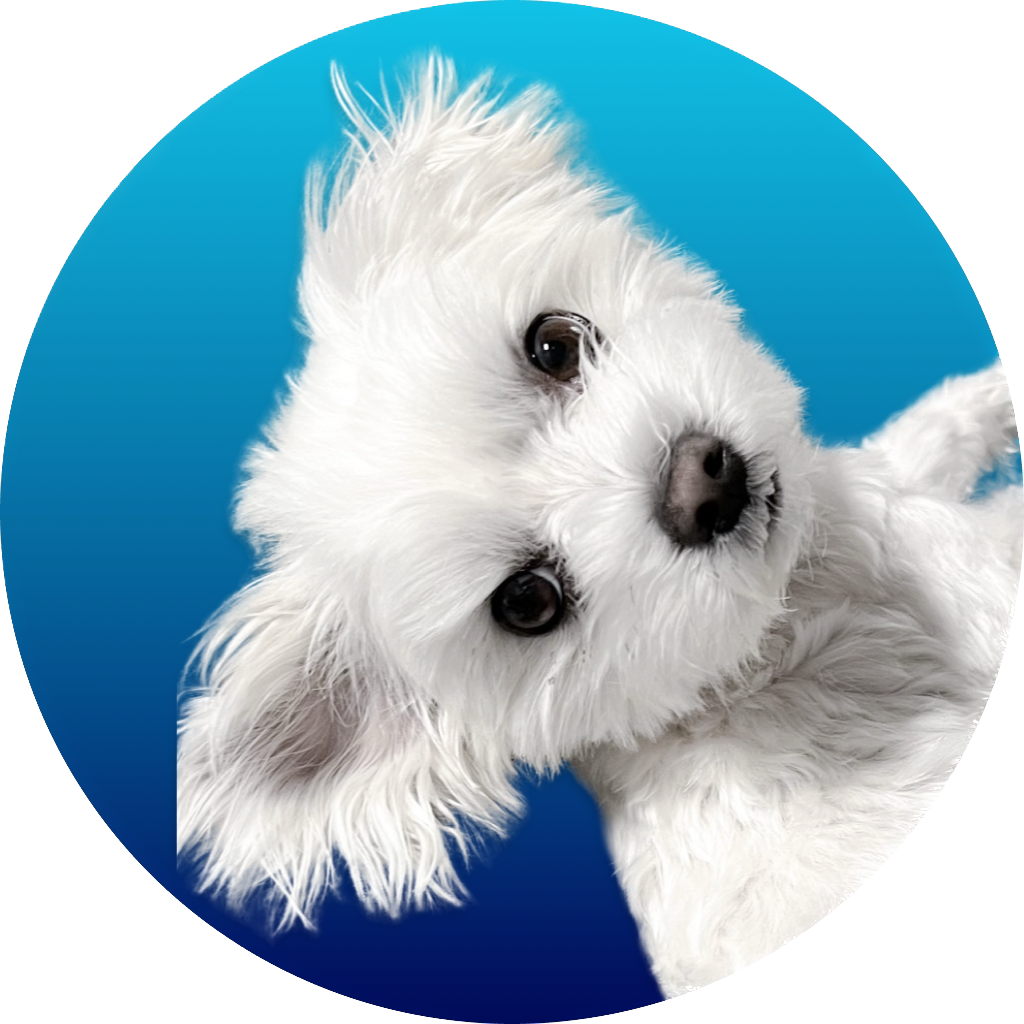Teddy_the_bandit