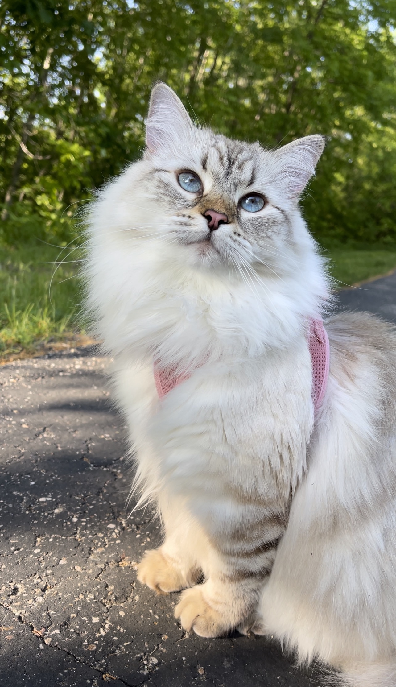 mimi.the.siberian