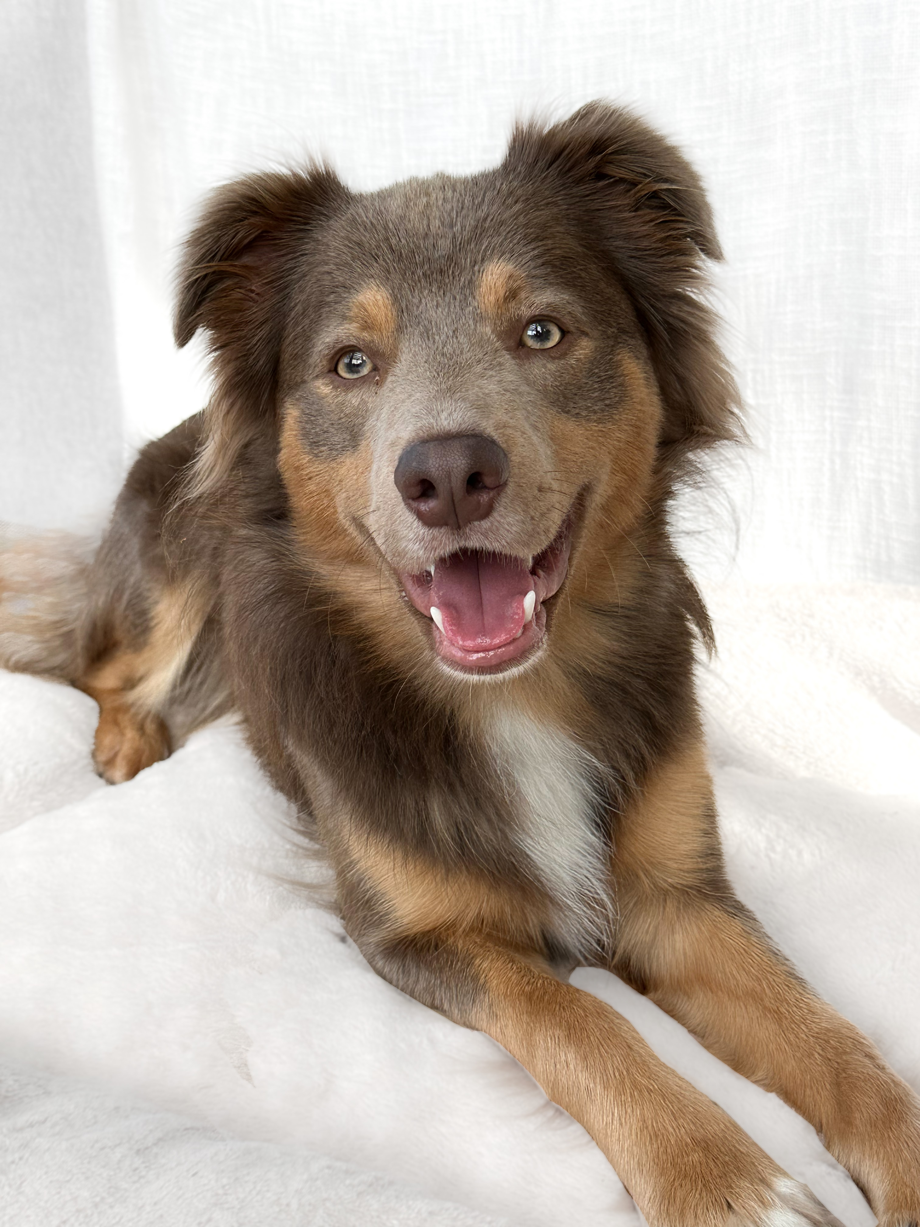 lifeofoakleythecollie