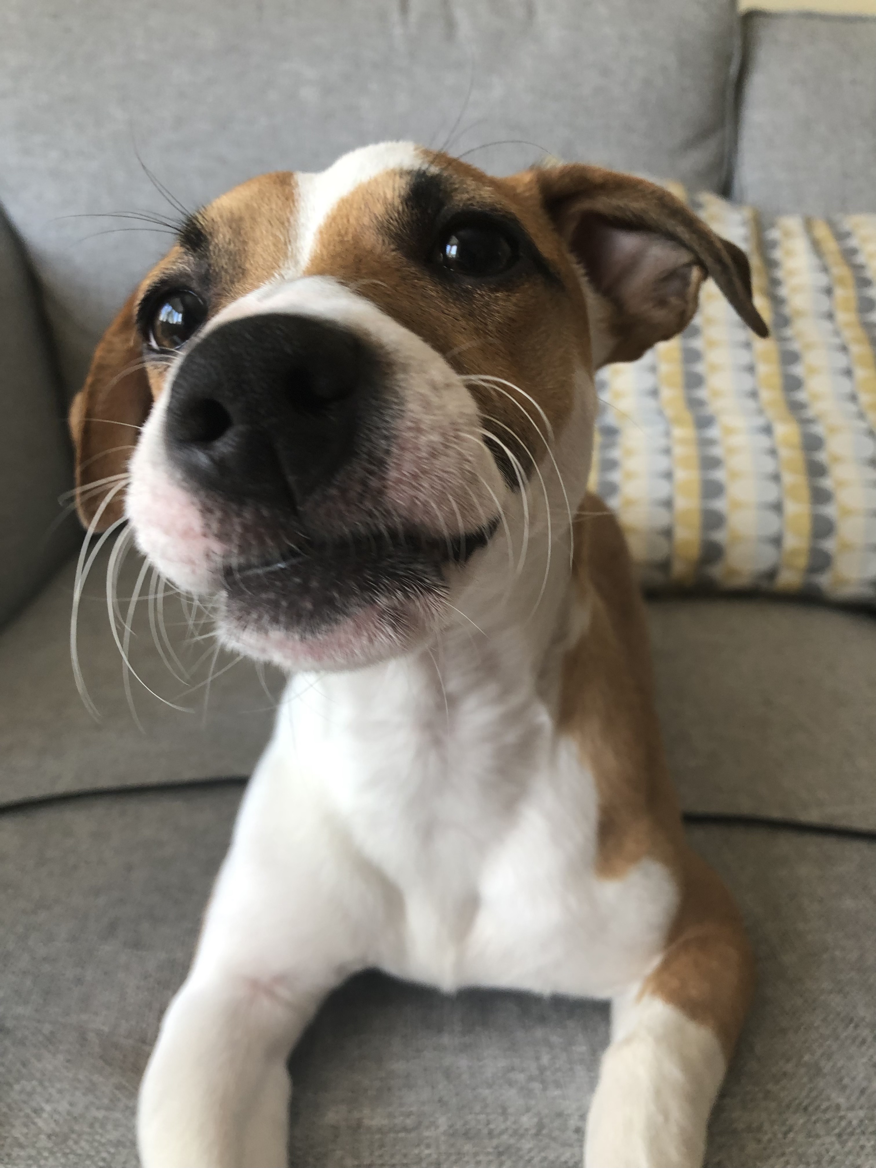 jackrussellsquared