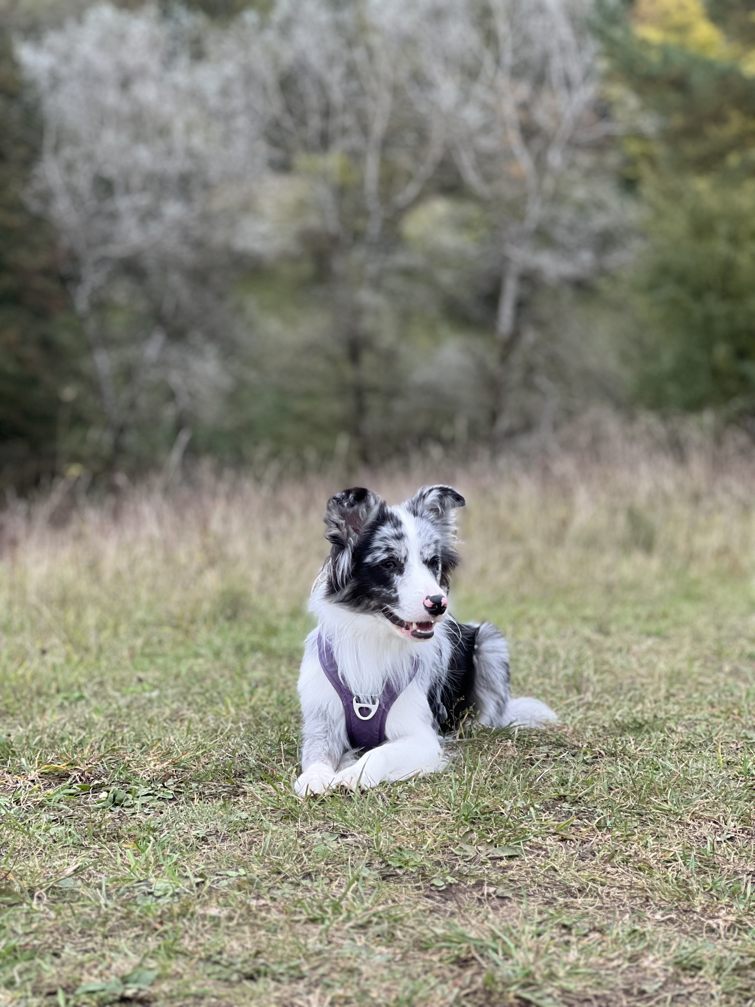 ginny.the.bordercollie