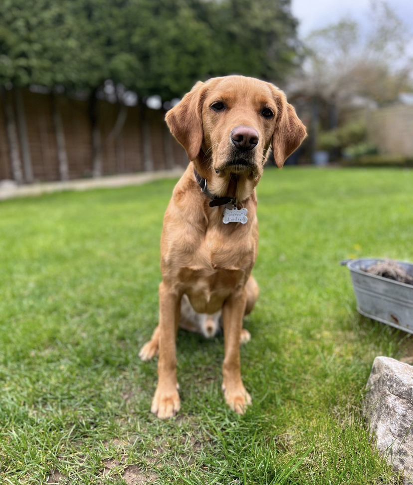 cockerdor_cooper