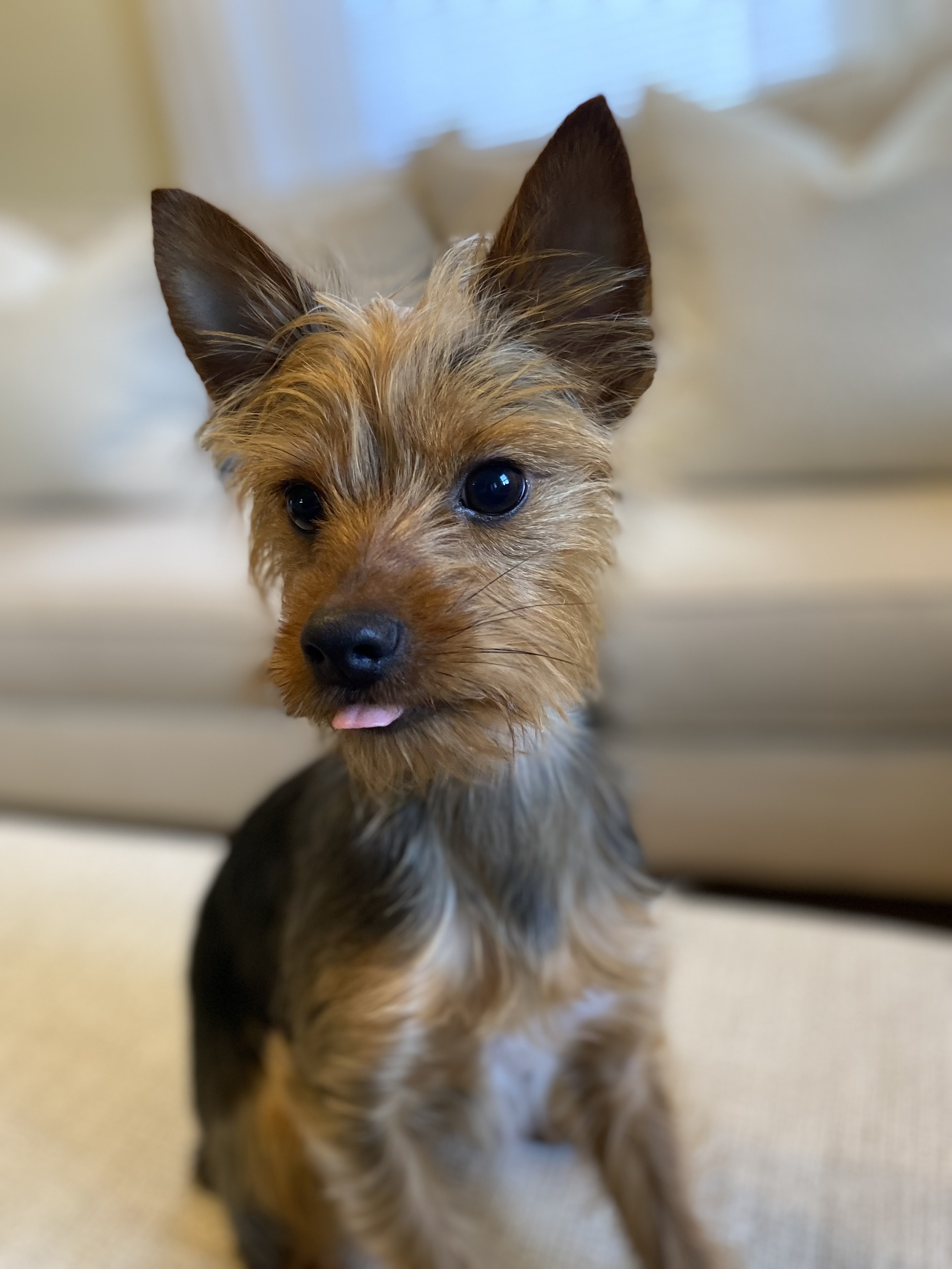 murph_theyorkie
