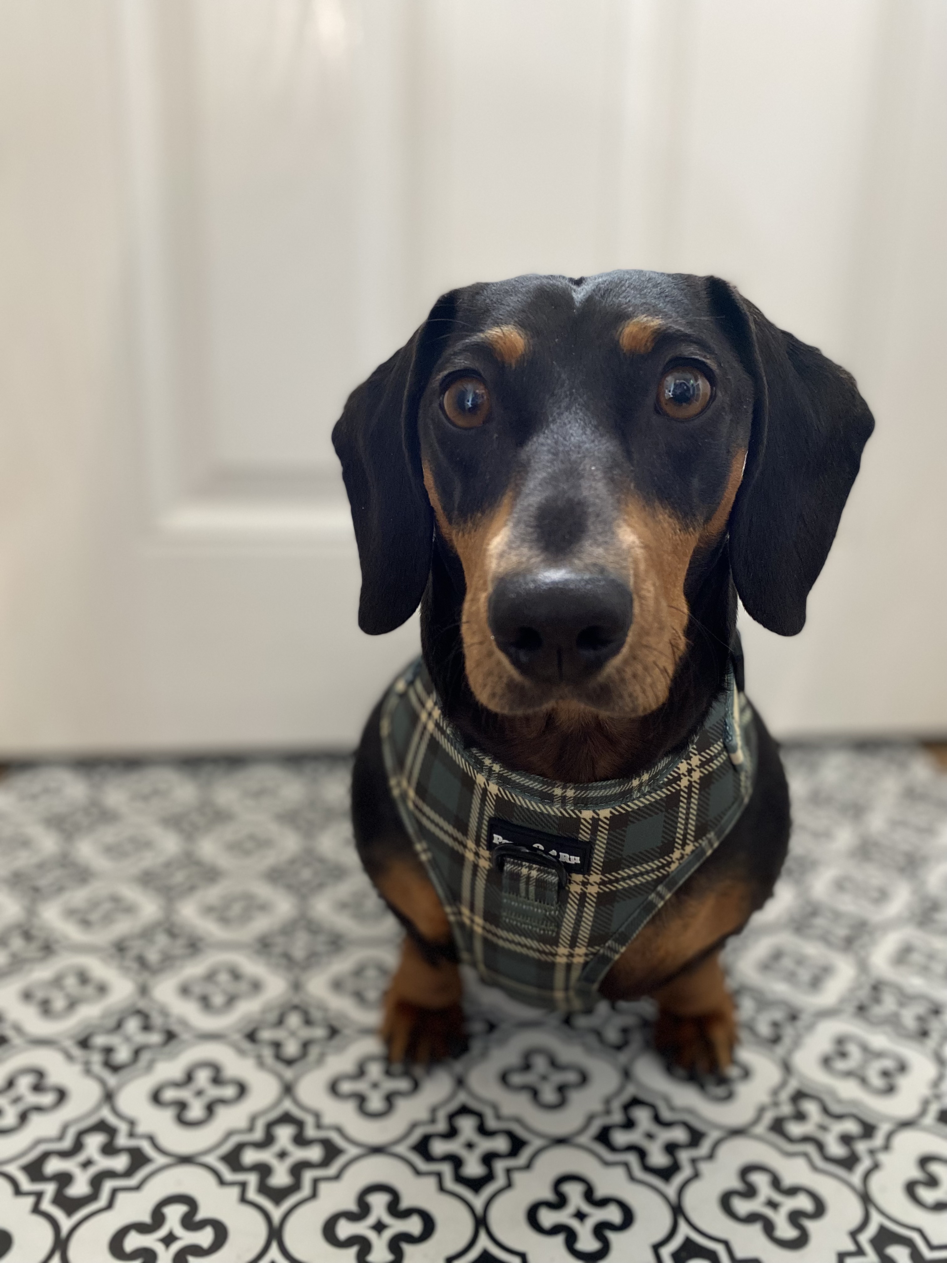 Cocothesausagedog__