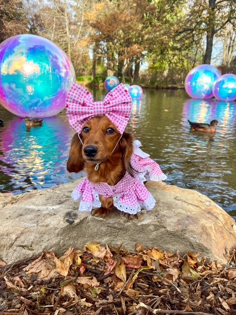 lola.thesausagedog
