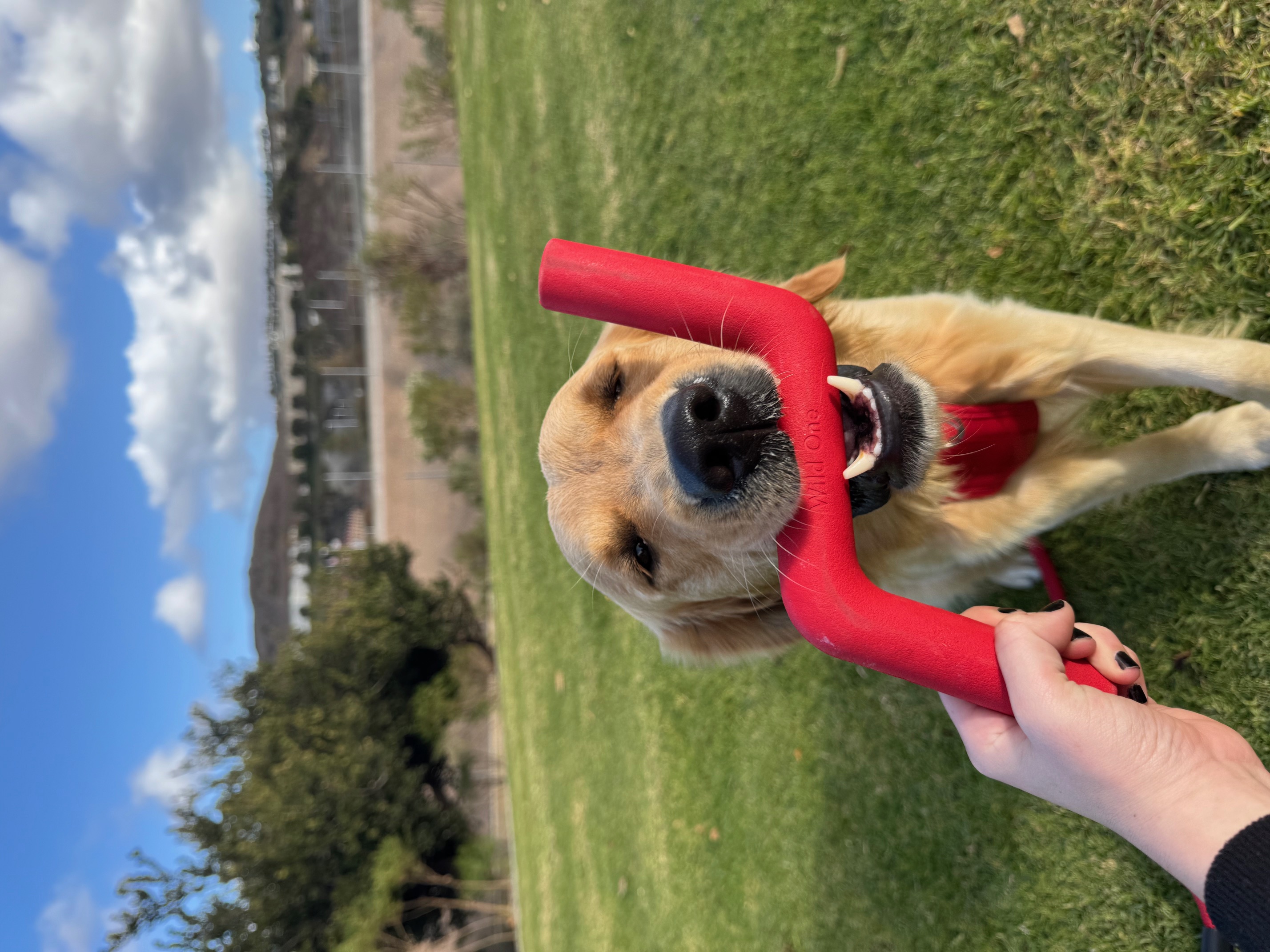 gossipinggoldens