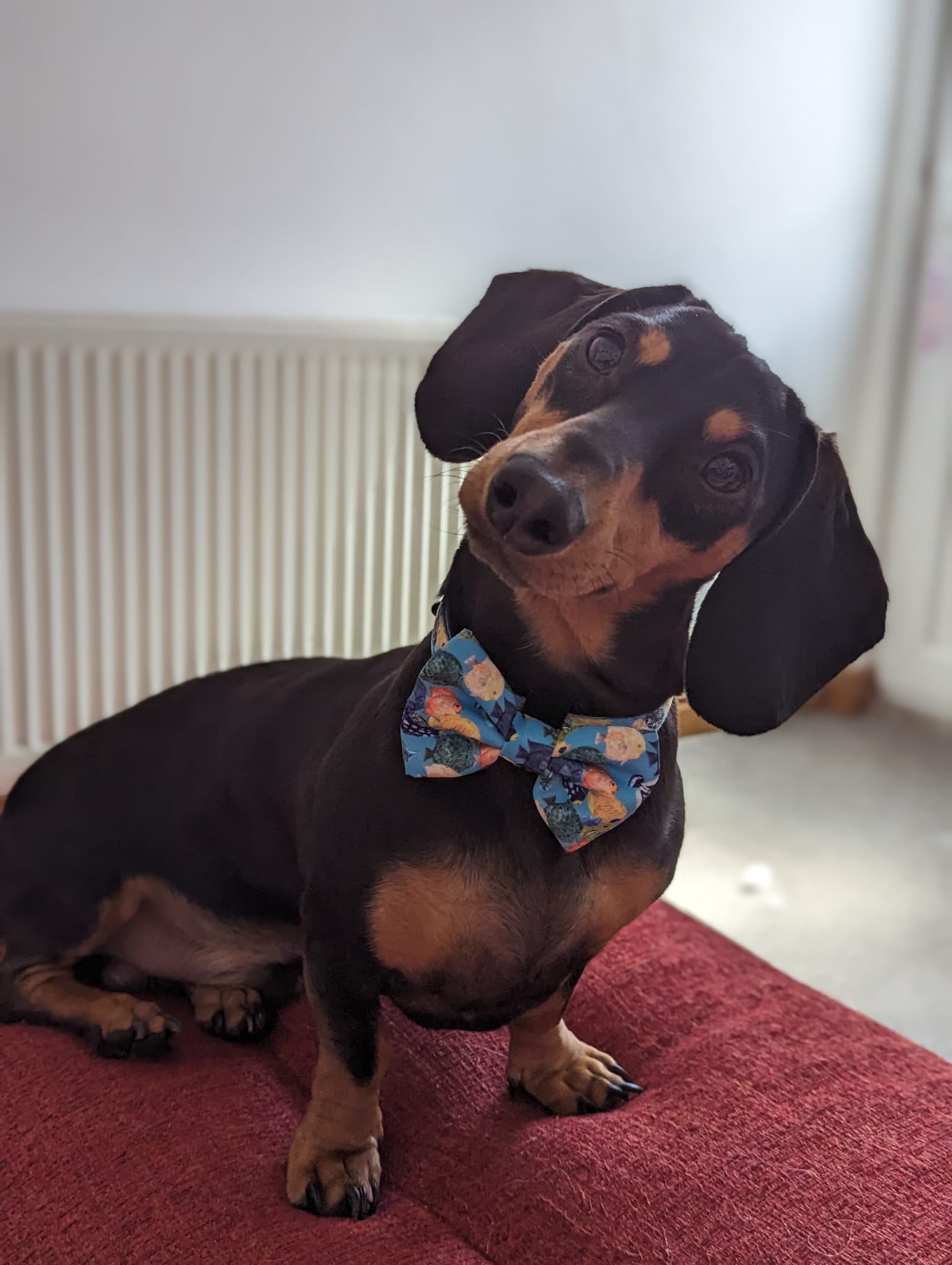 Rolo__thesausage