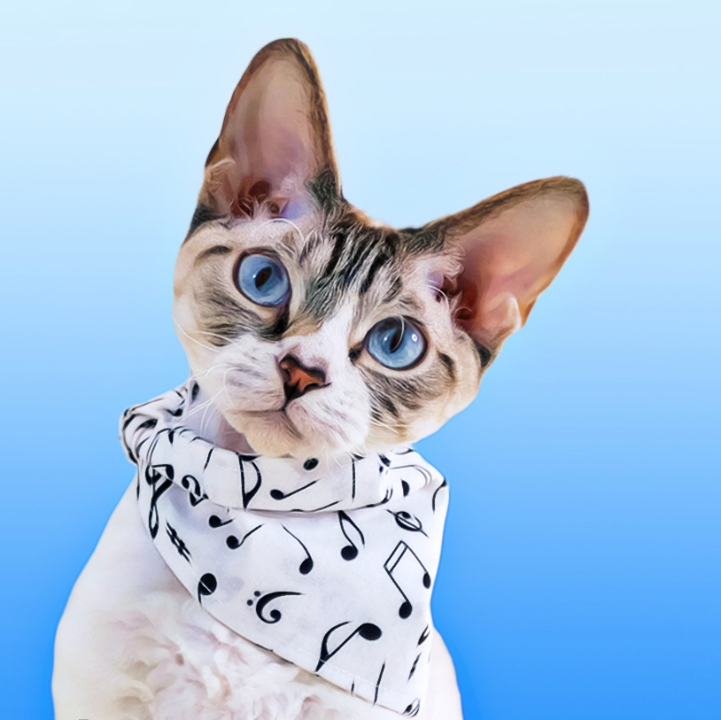 therockstarcat