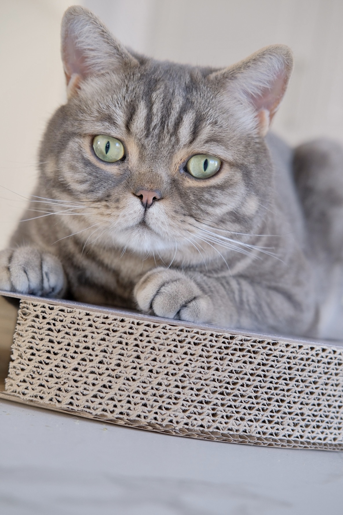 2_cats_2_katzen