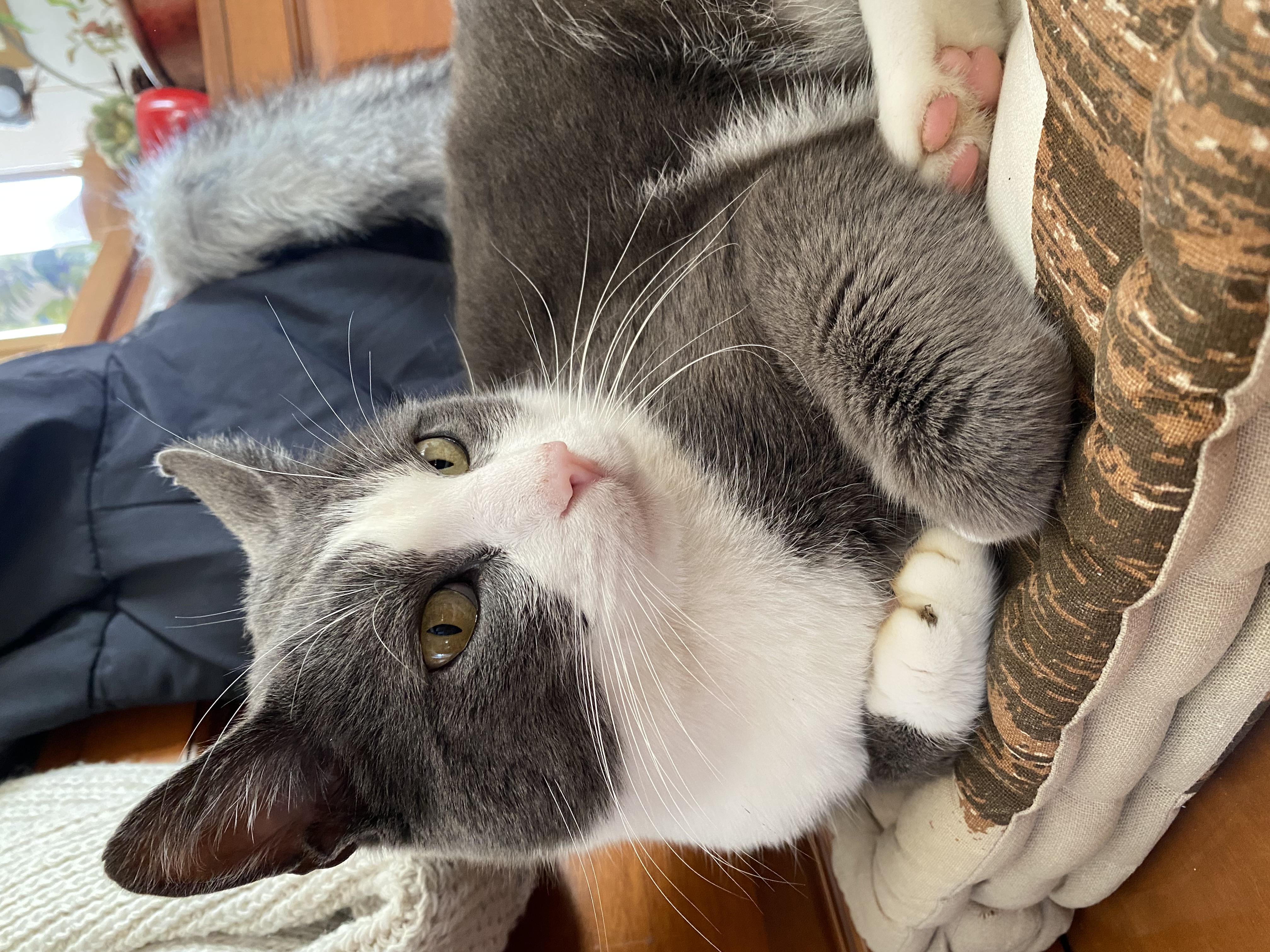 themeowingcat