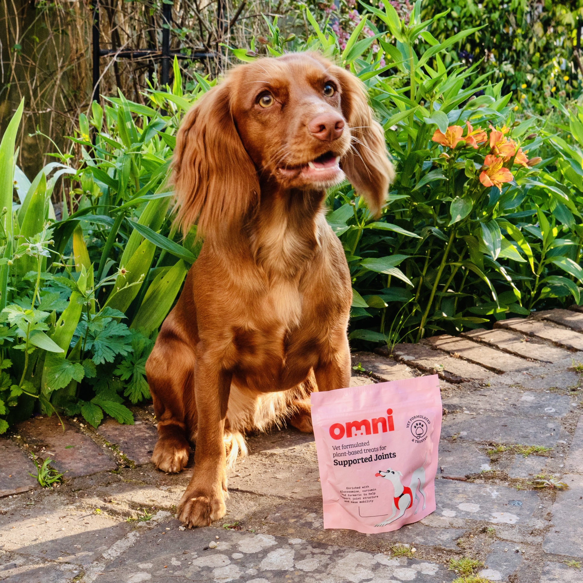 plant.based.pooch