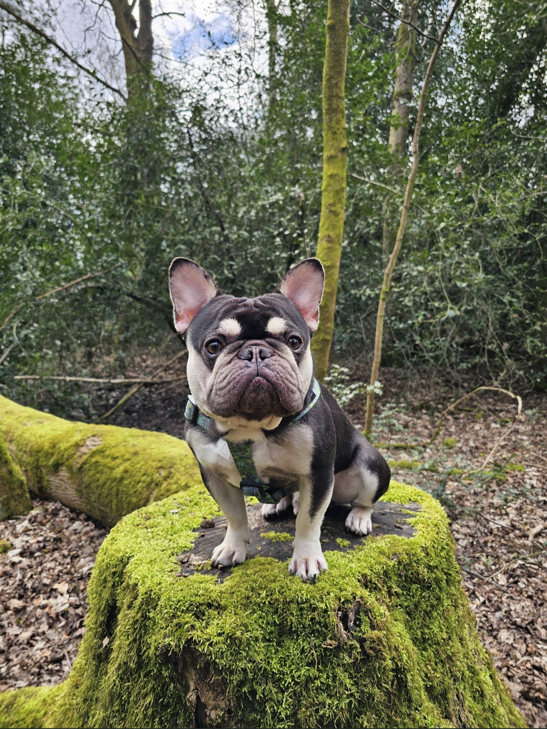 Hank_Sandy_Paws