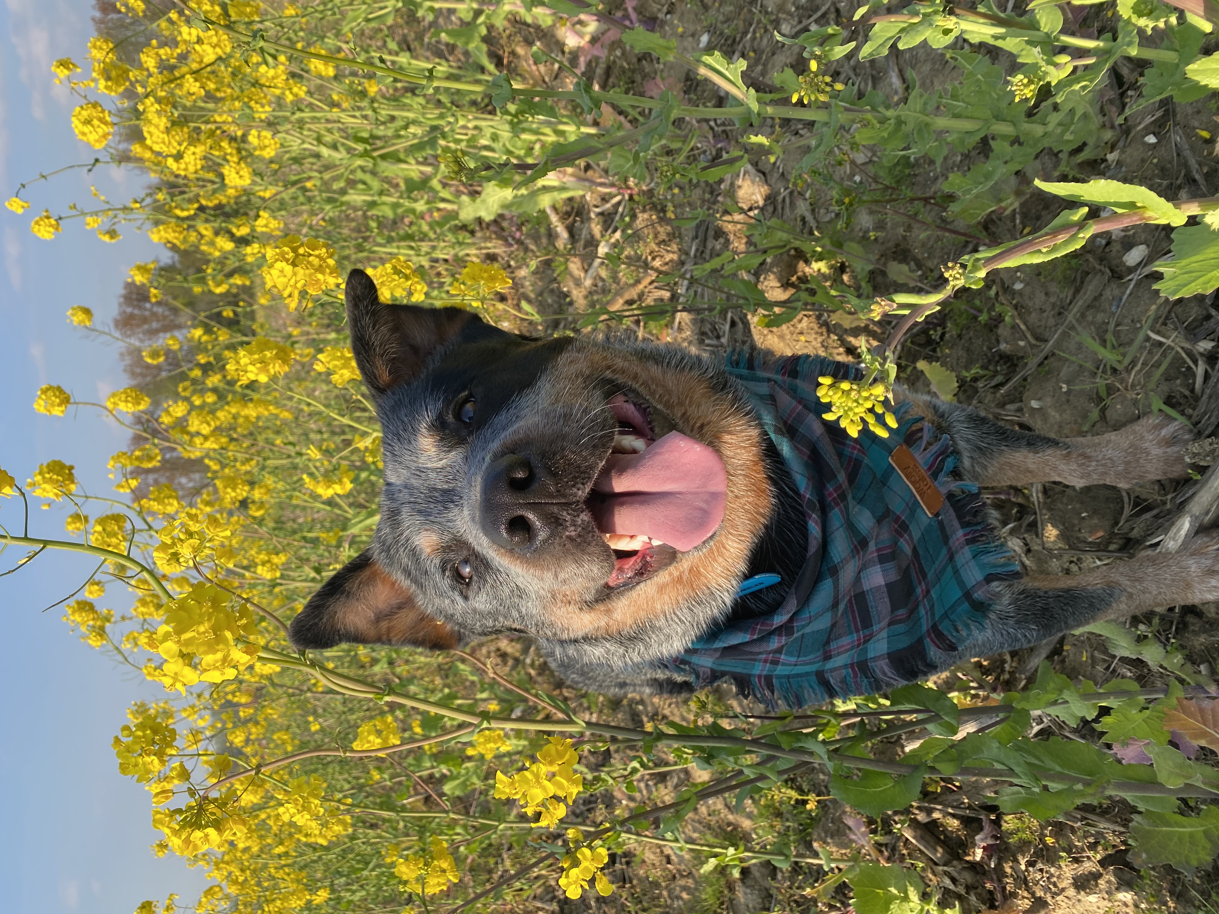 diesel_jessy_theblueheelers