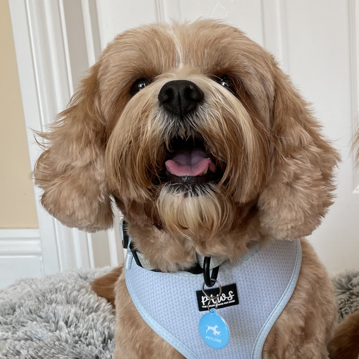 rodneyandmabel_the_cavapoos