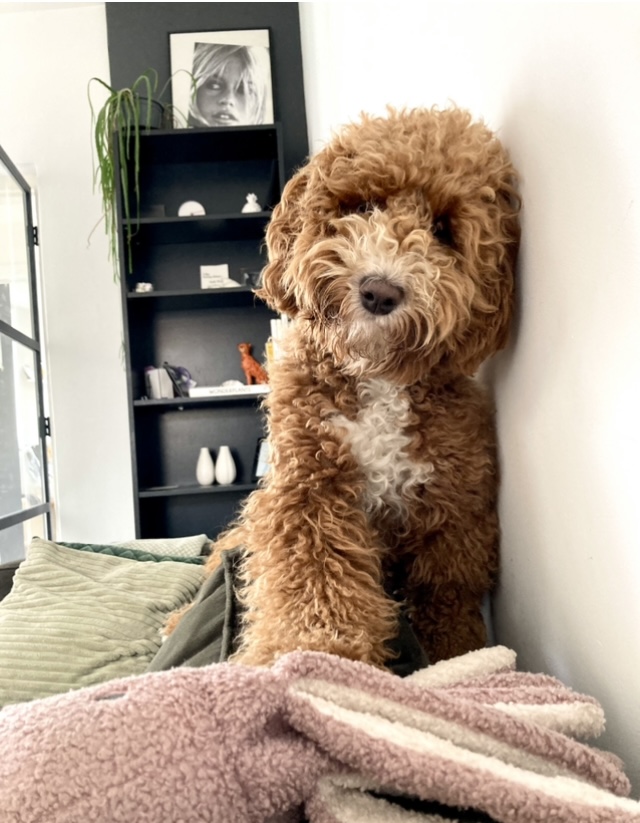 ginthelabradoodle