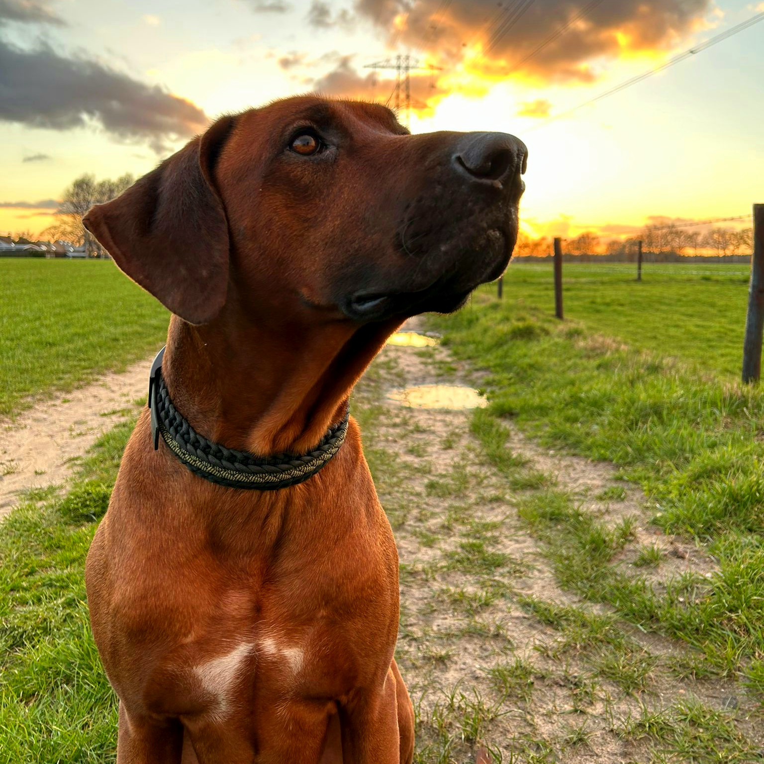 ridgeback.bo