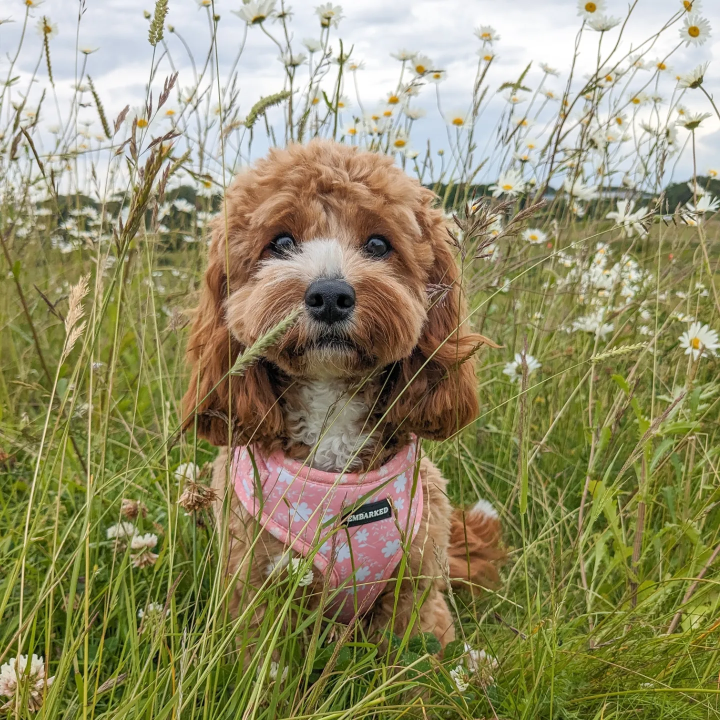 Penny.the.teddy