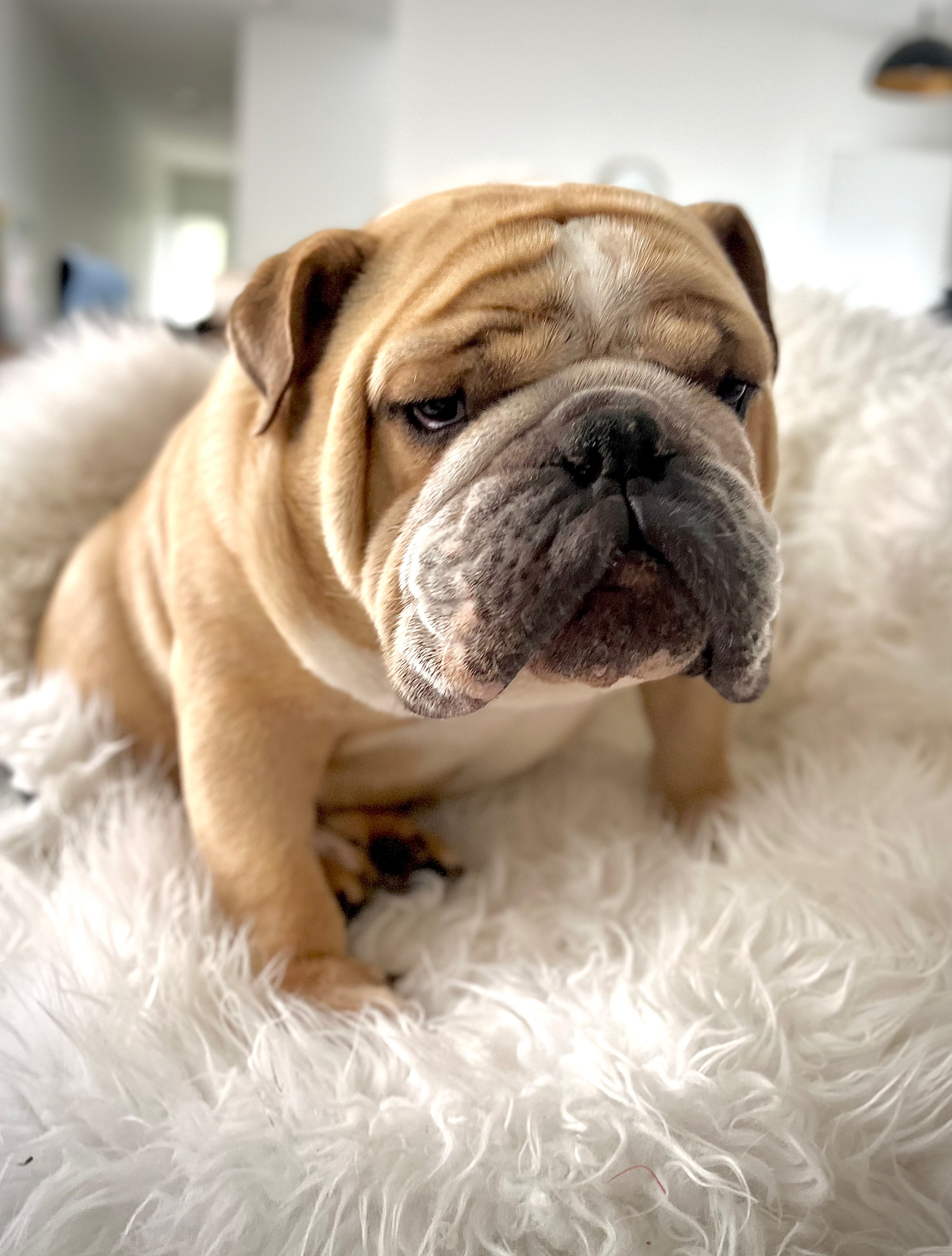 Pabs_the_bulldog