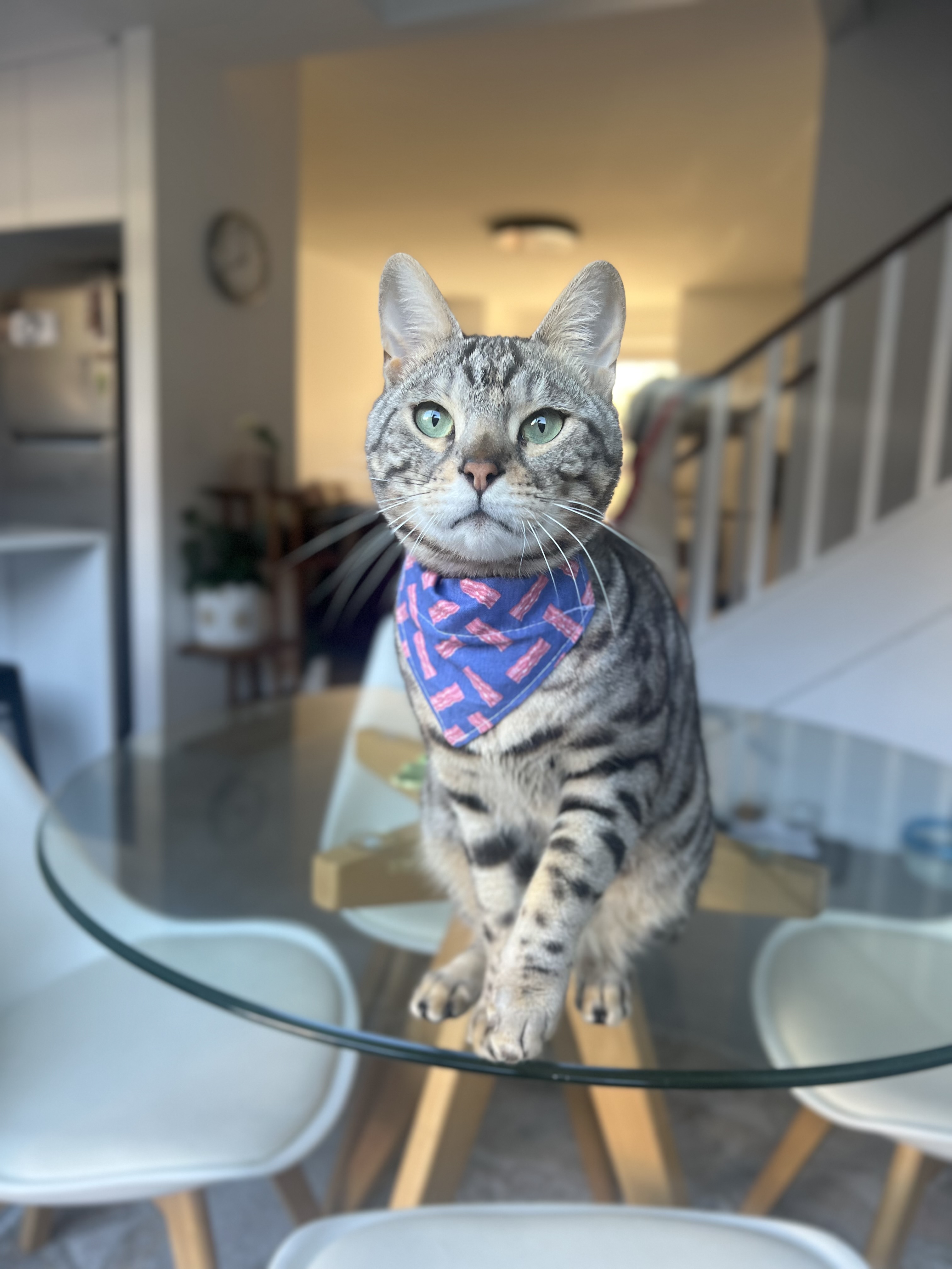 bengal.ollie