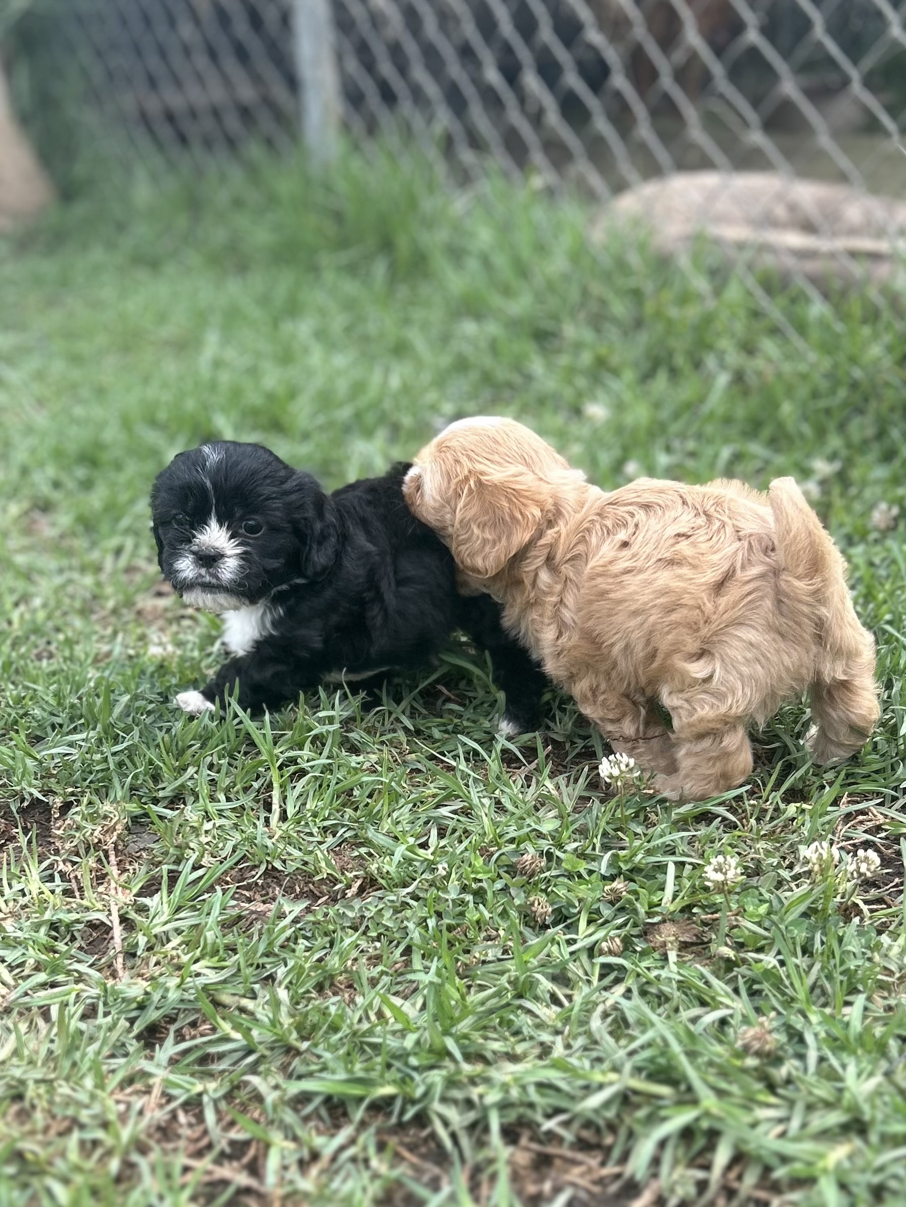 Cavoodlebeans