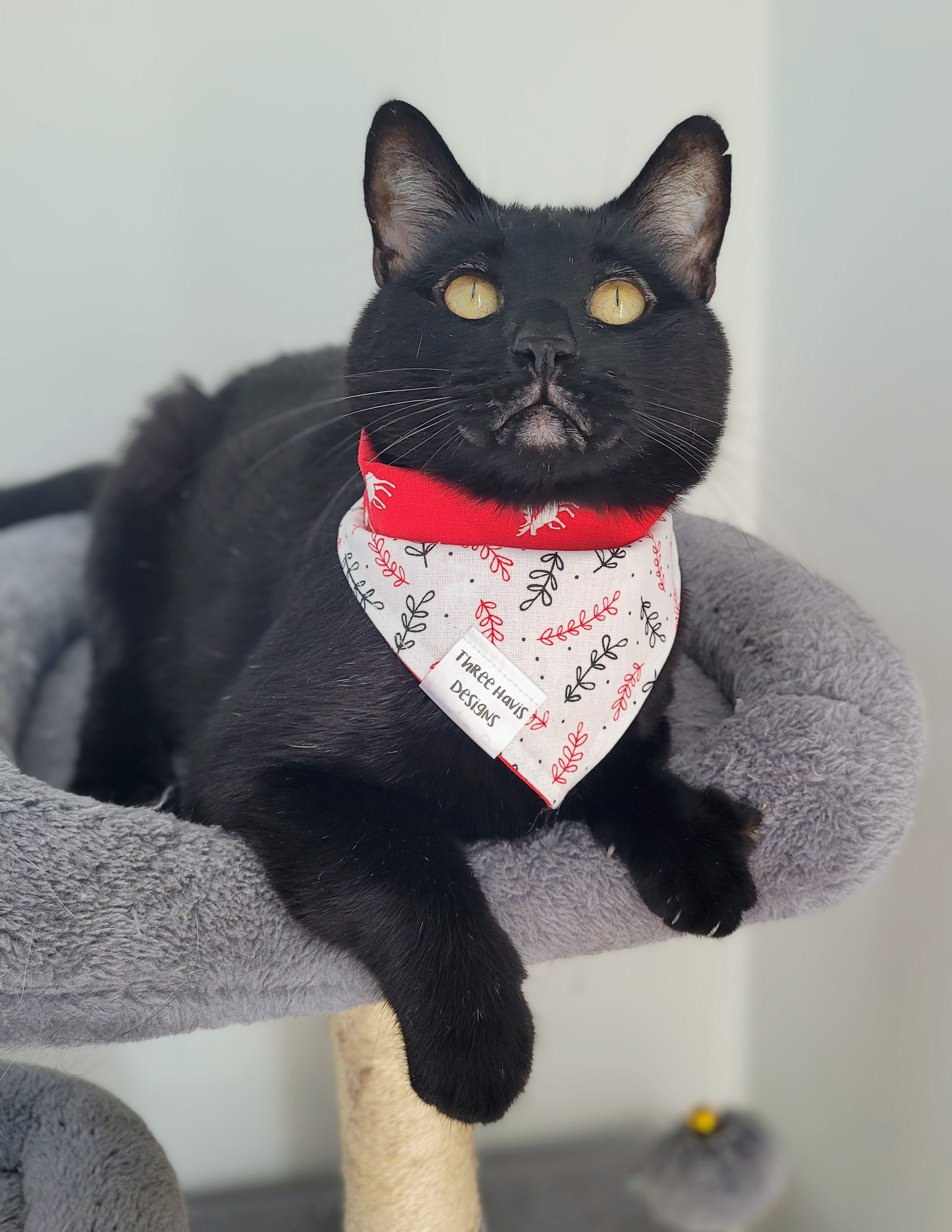 chamberlain.casa.cats