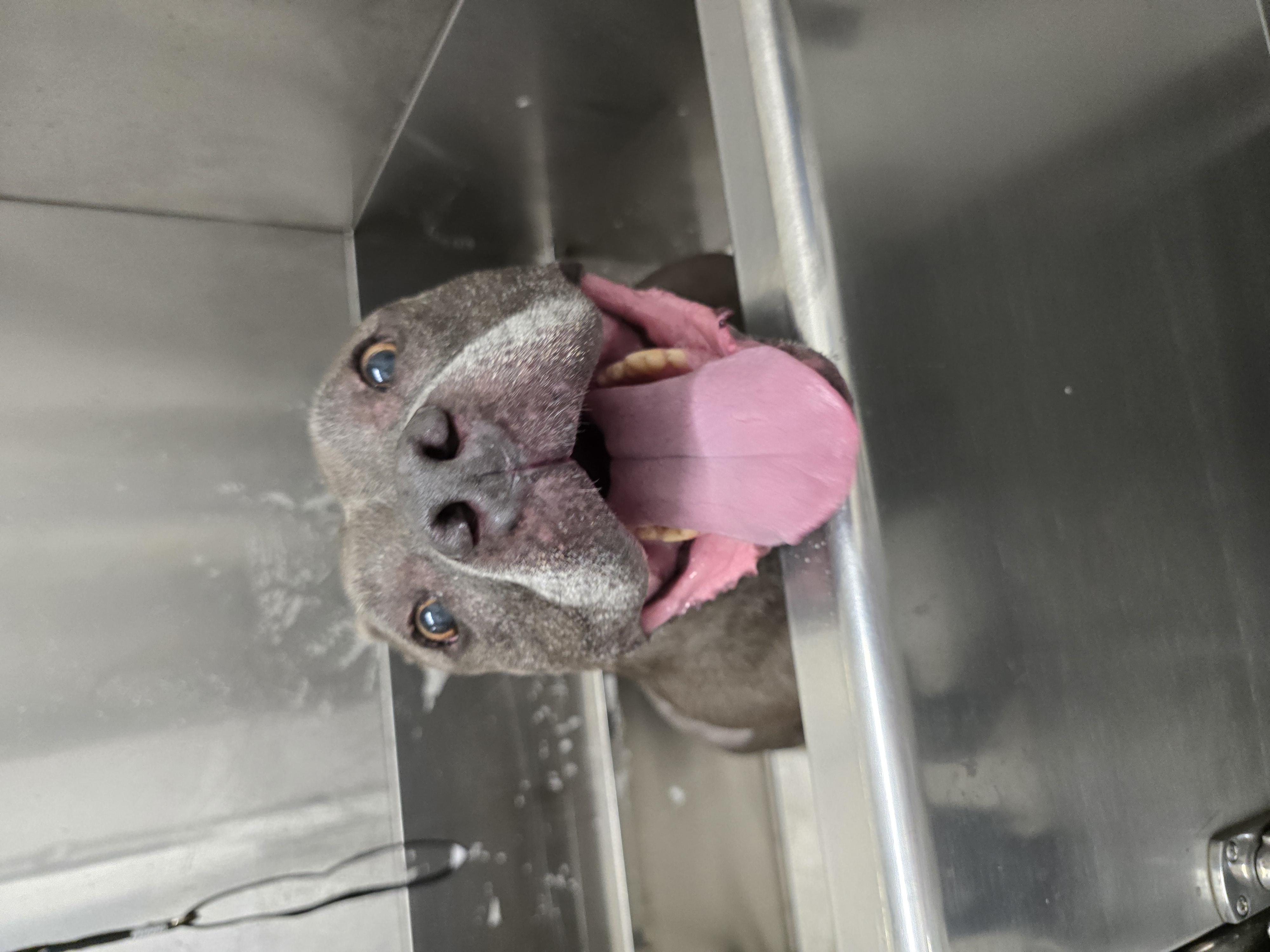 lolathegreypittie