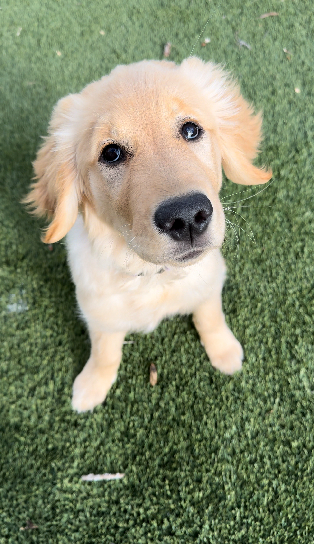 pearlagoldenretriever