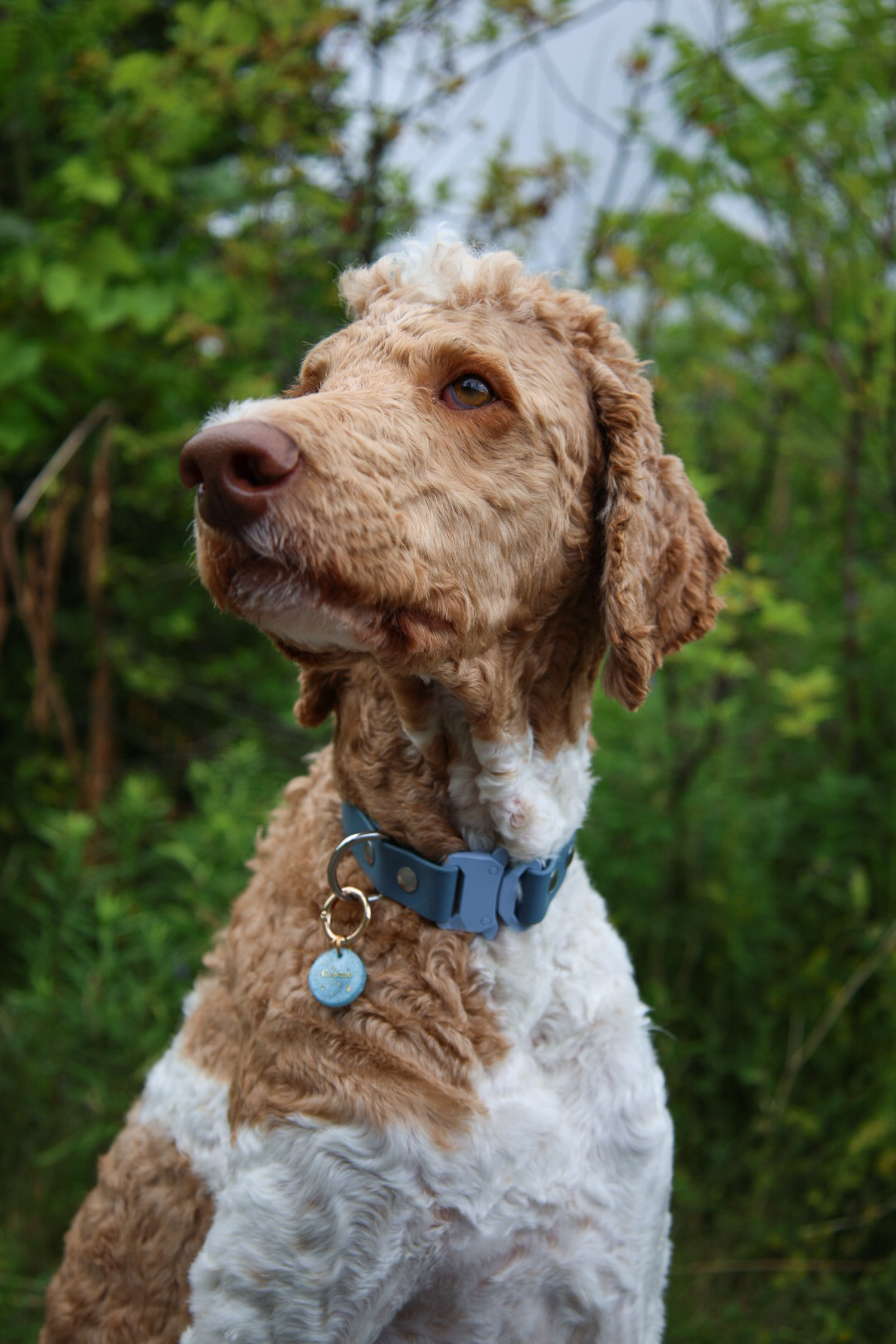 ourdogcosmo