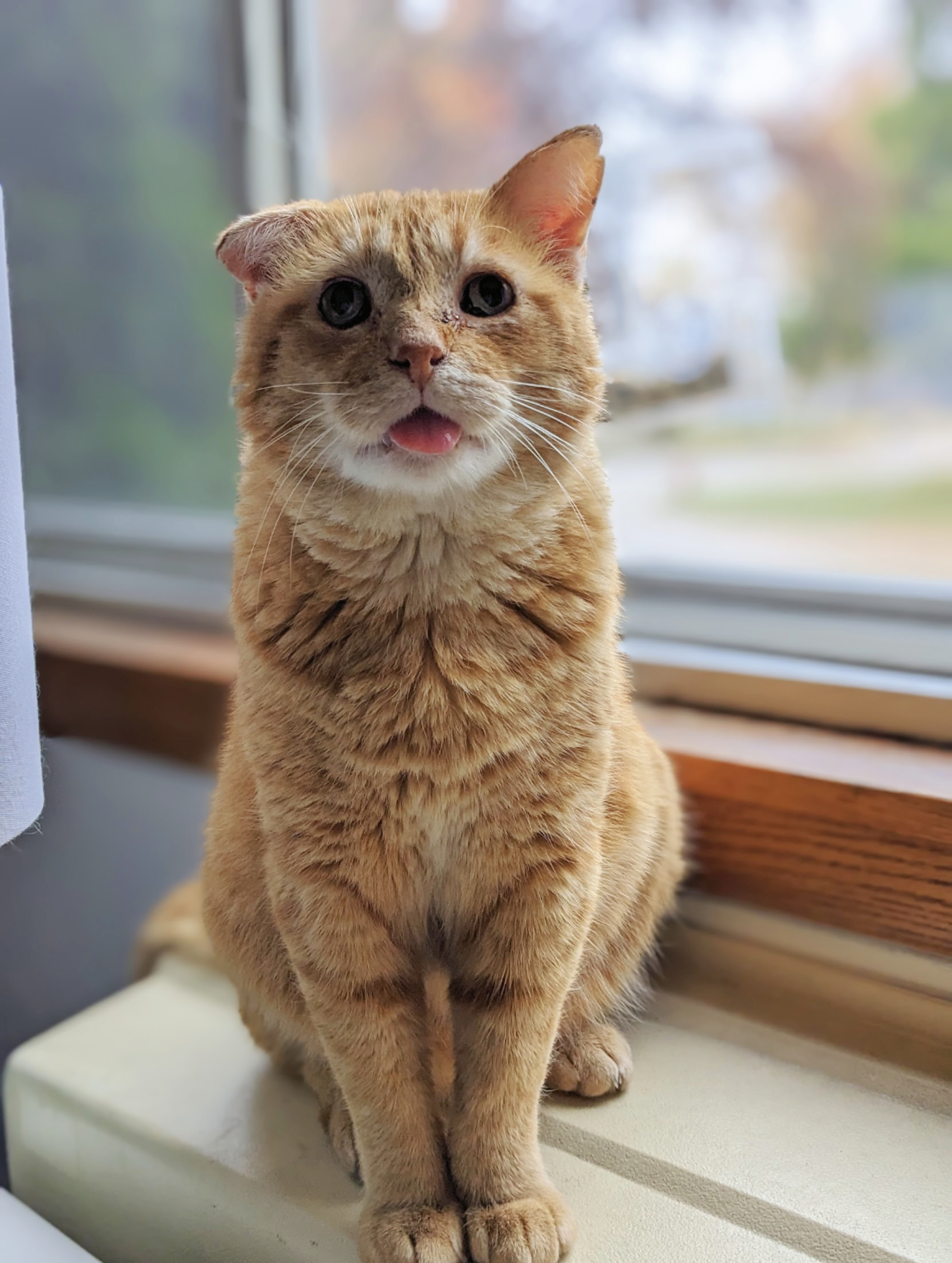 orangecatnation
