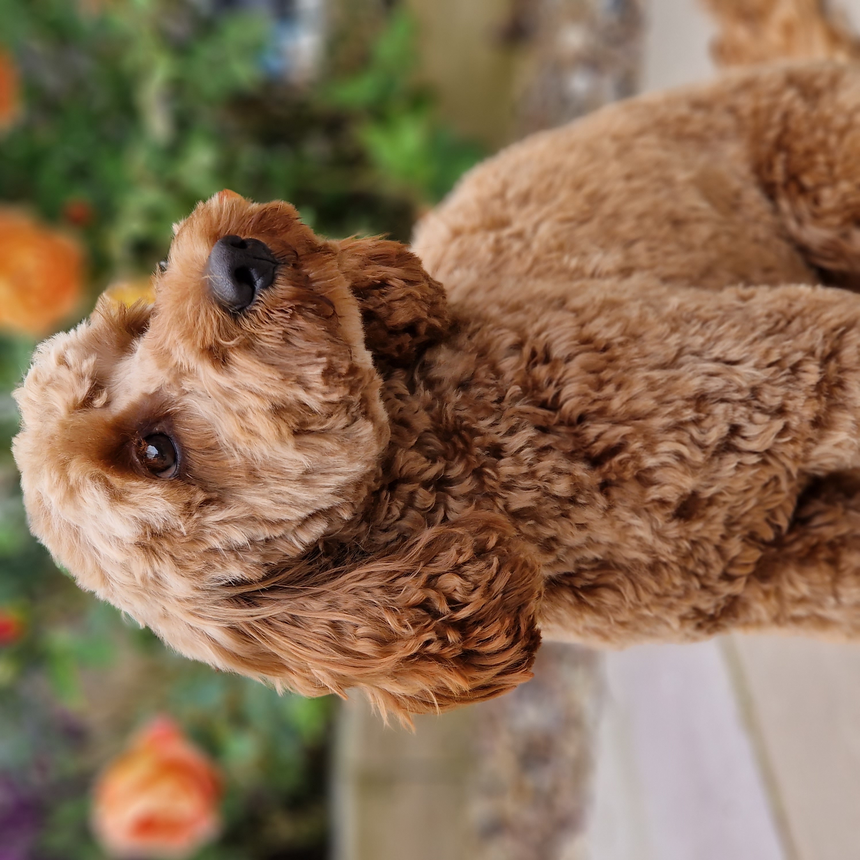 willows_cockapoo_adventures
