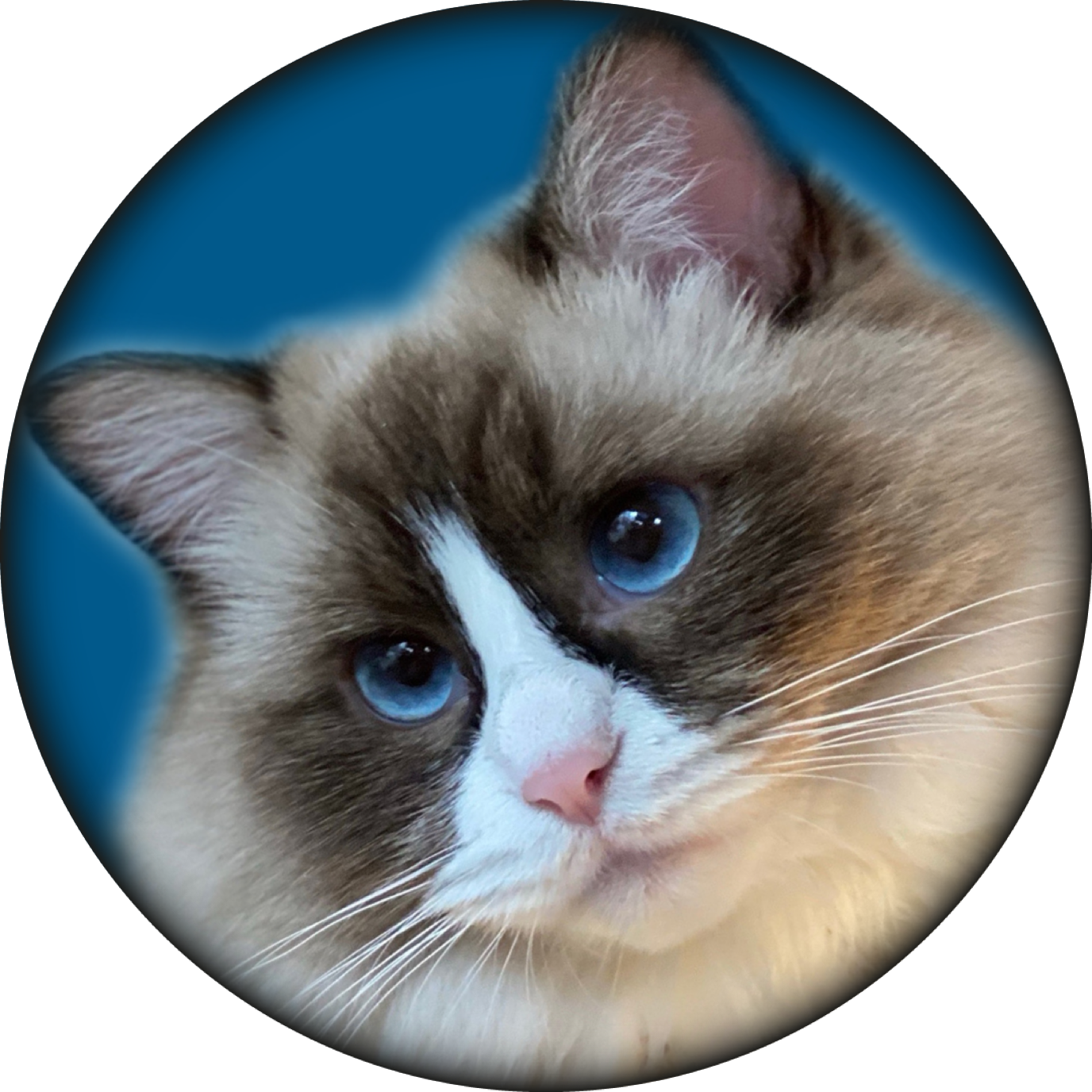 elliemcat