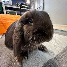 buttercupthetripodbunny