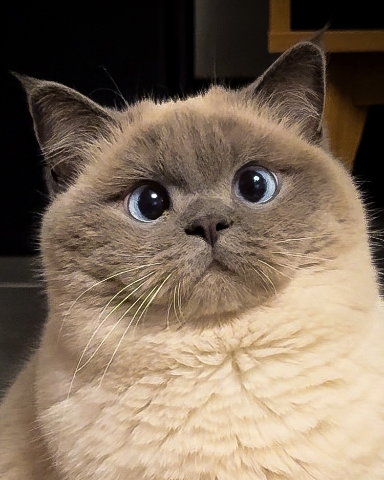 frida.garfield
