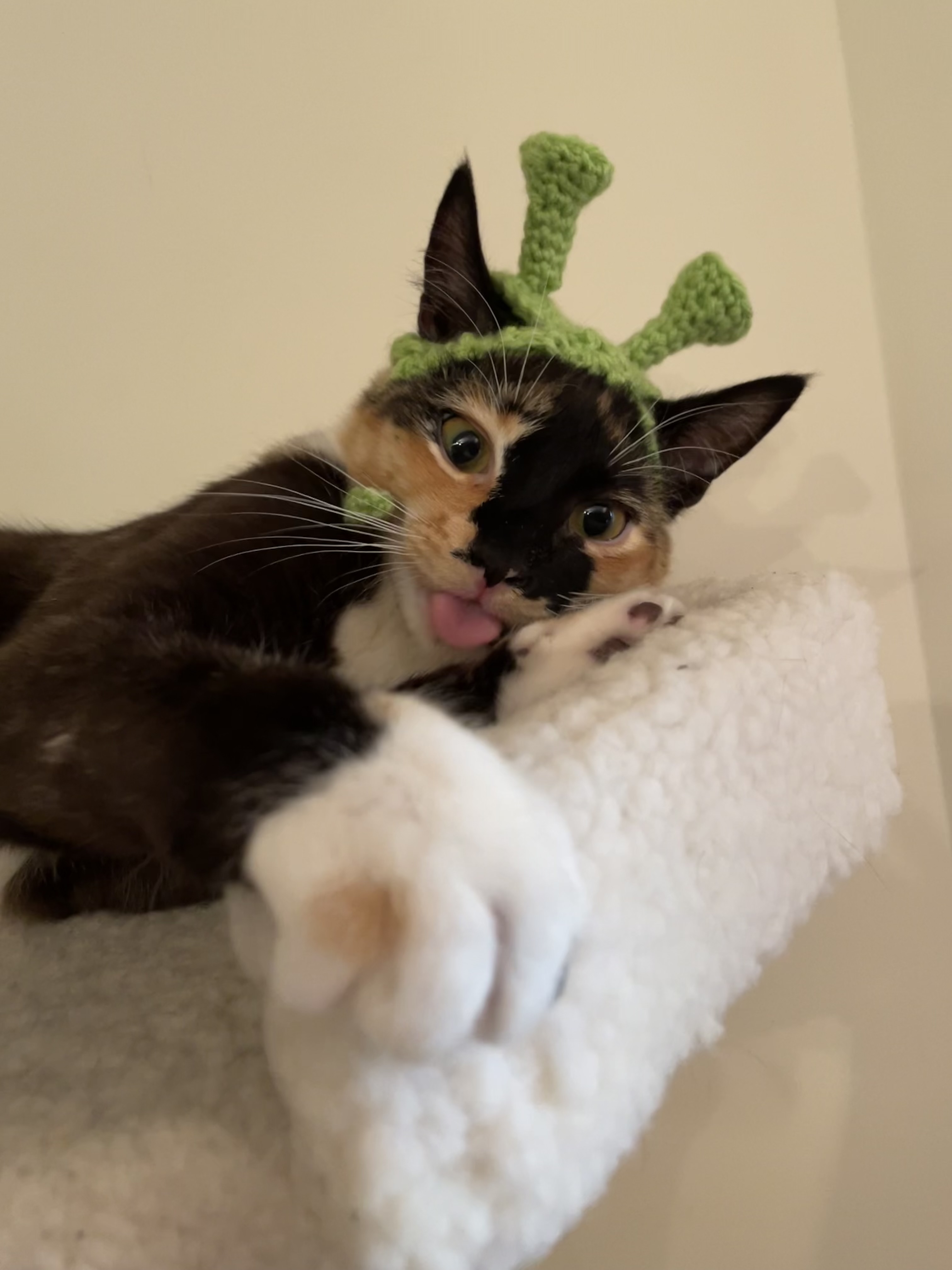 cultofbiscuit