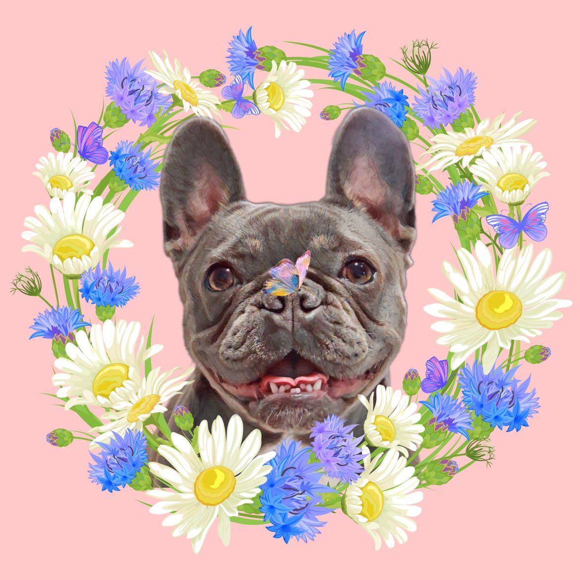 elsie_the_blue_frenchie