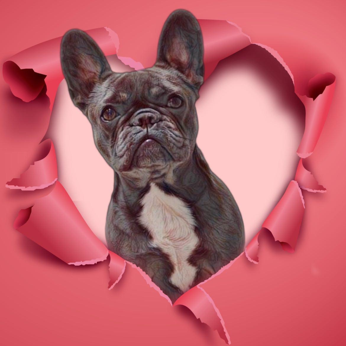 elsie_the_blue_frenchie