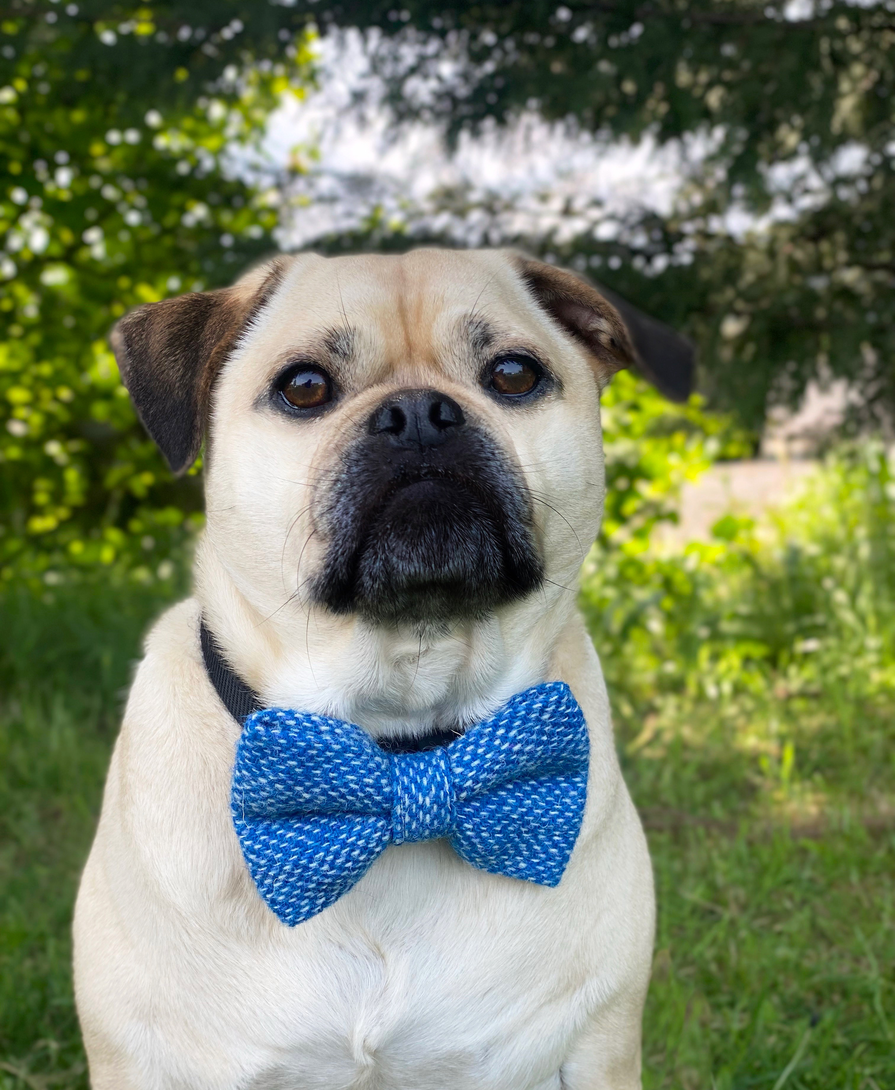 reggiethepugjug