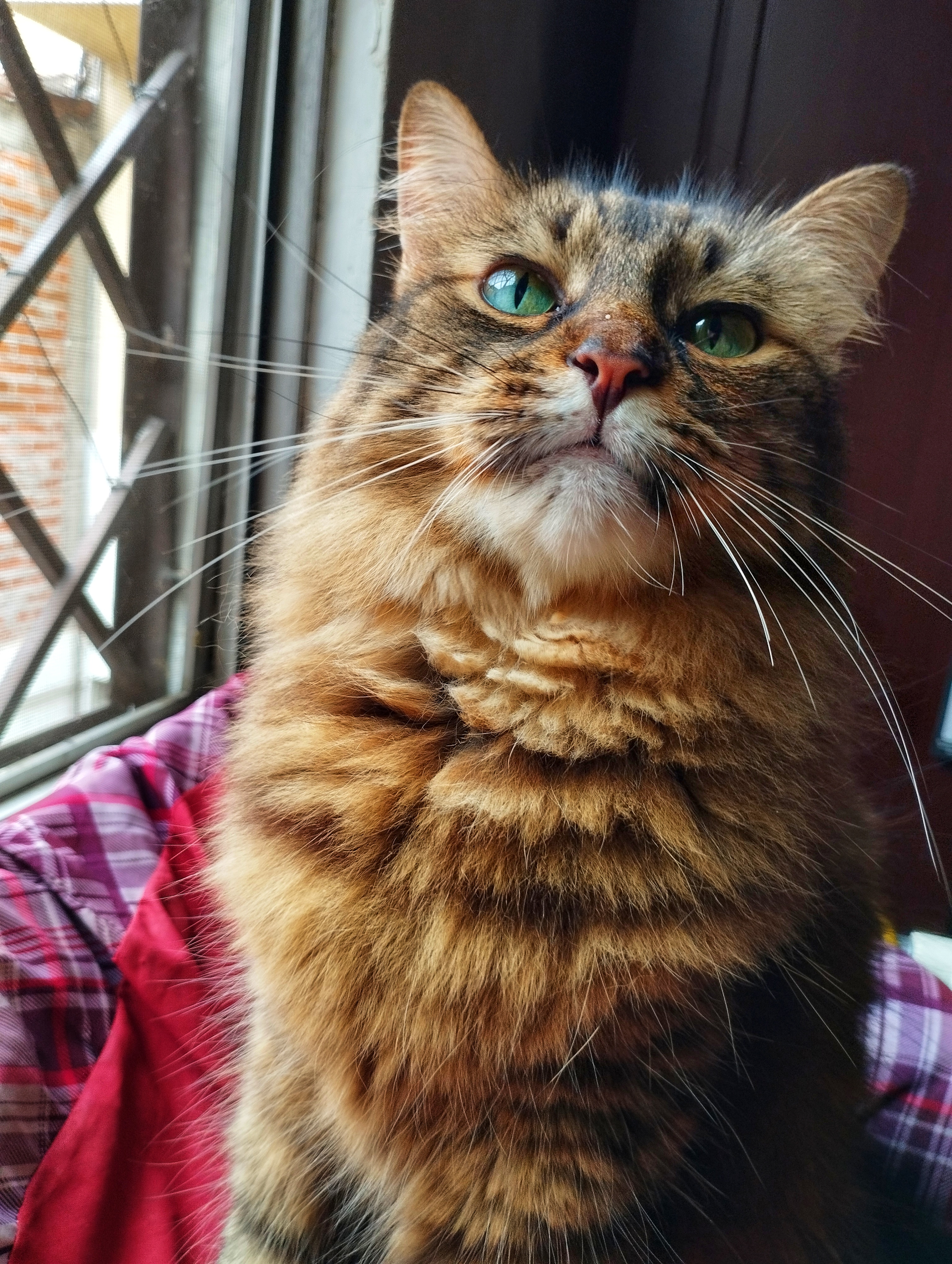 Kattyquiceno