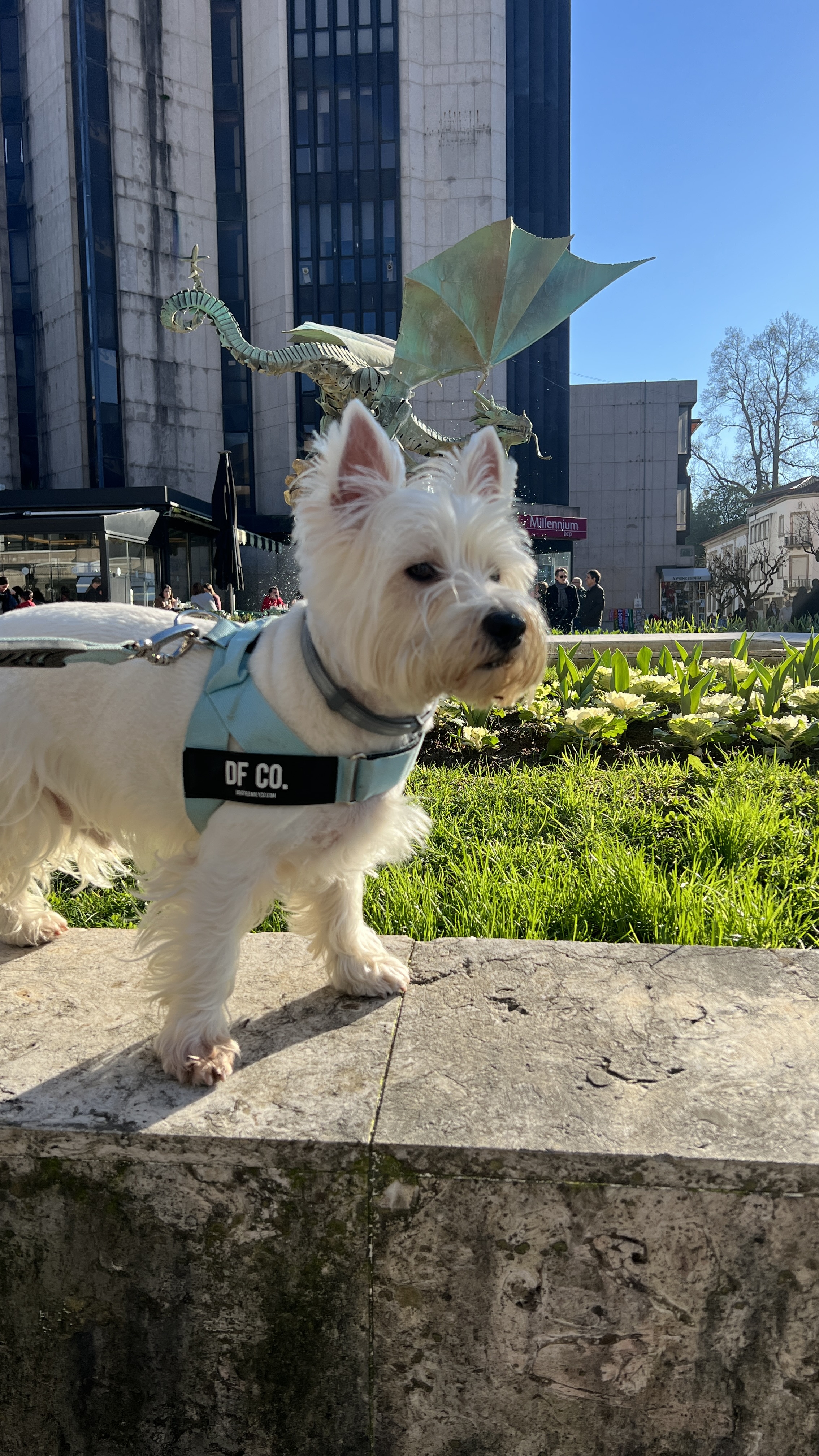 viajandoconperro