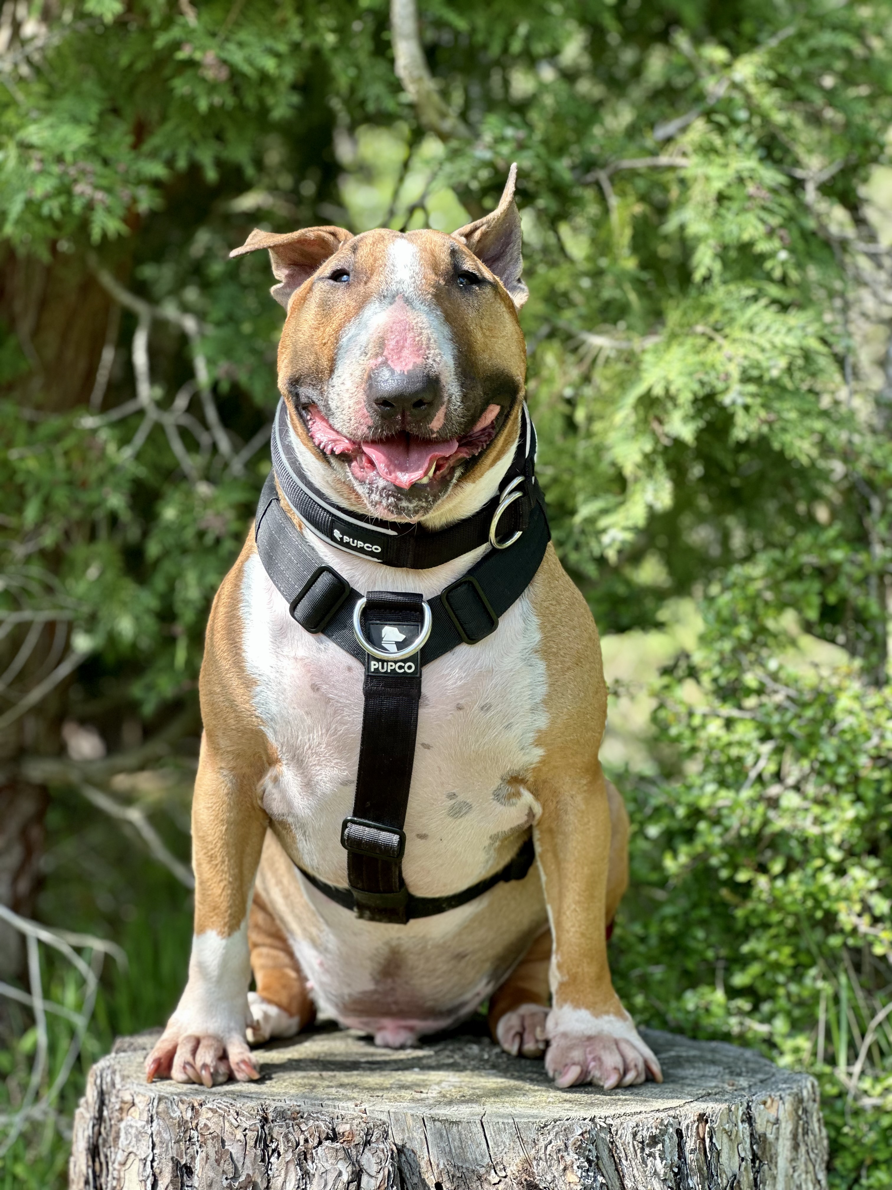 2018barkley