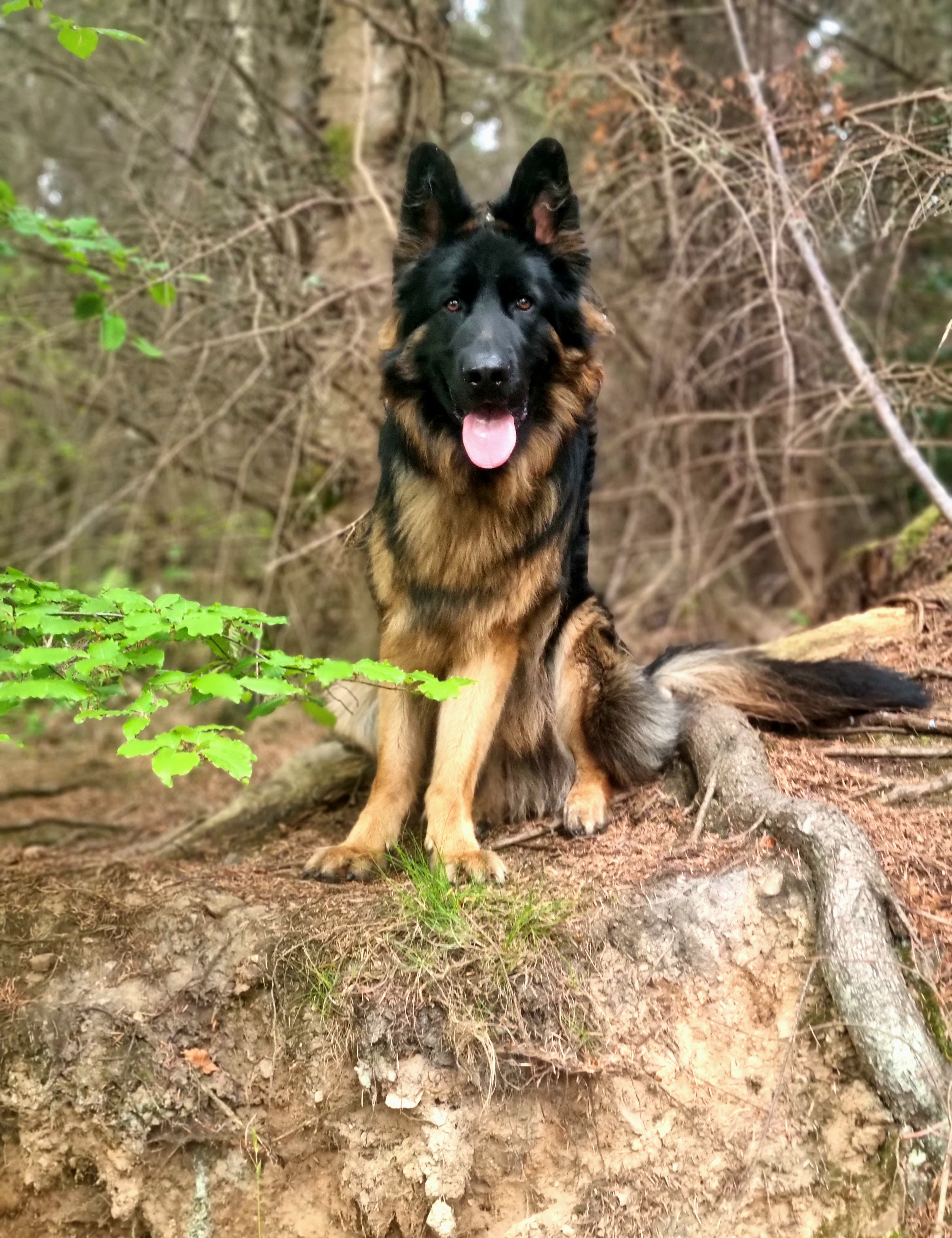 Kobehighlandgsd